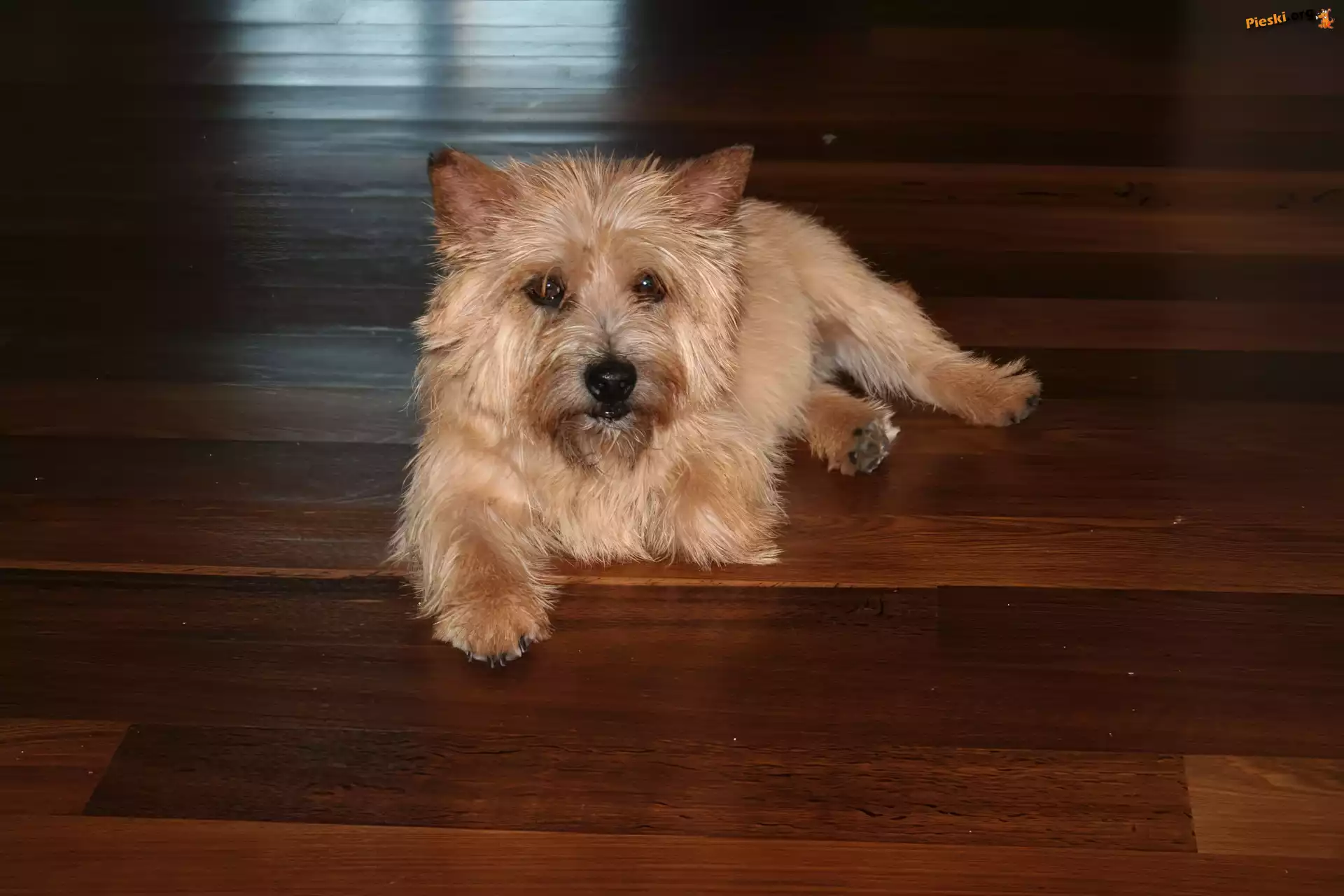 Norwich terrier