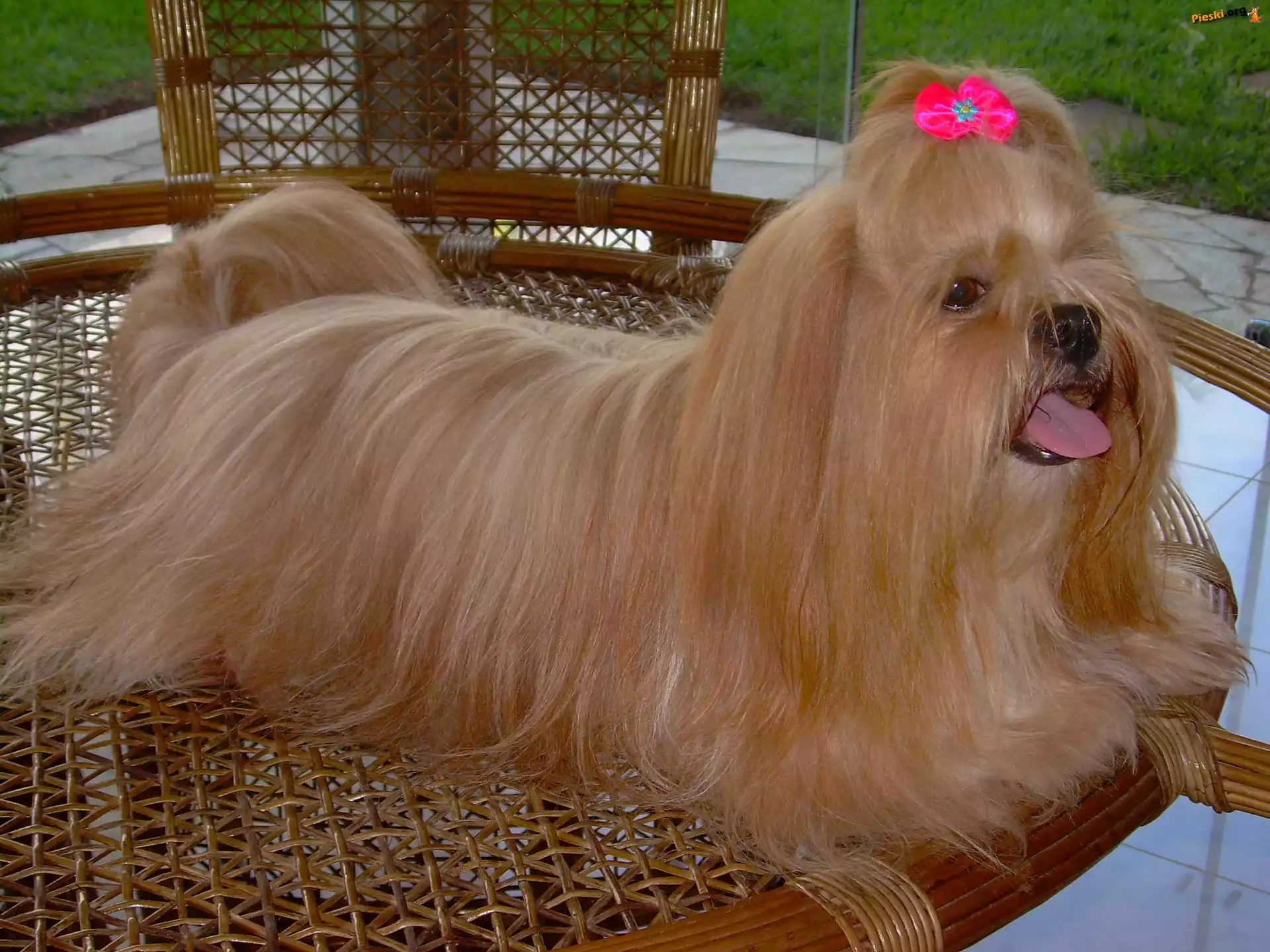 Lhasa Apso, kokardka