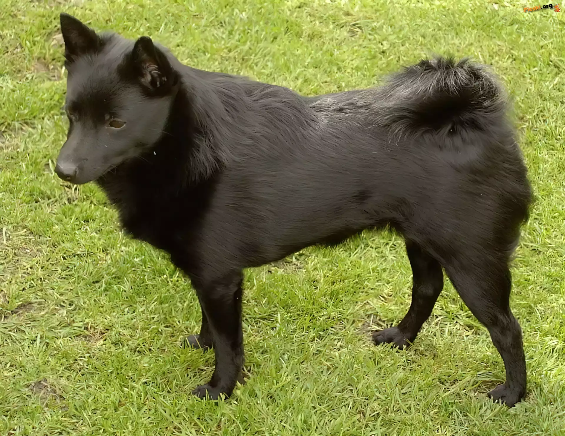 trawa, Schipperke, czarny