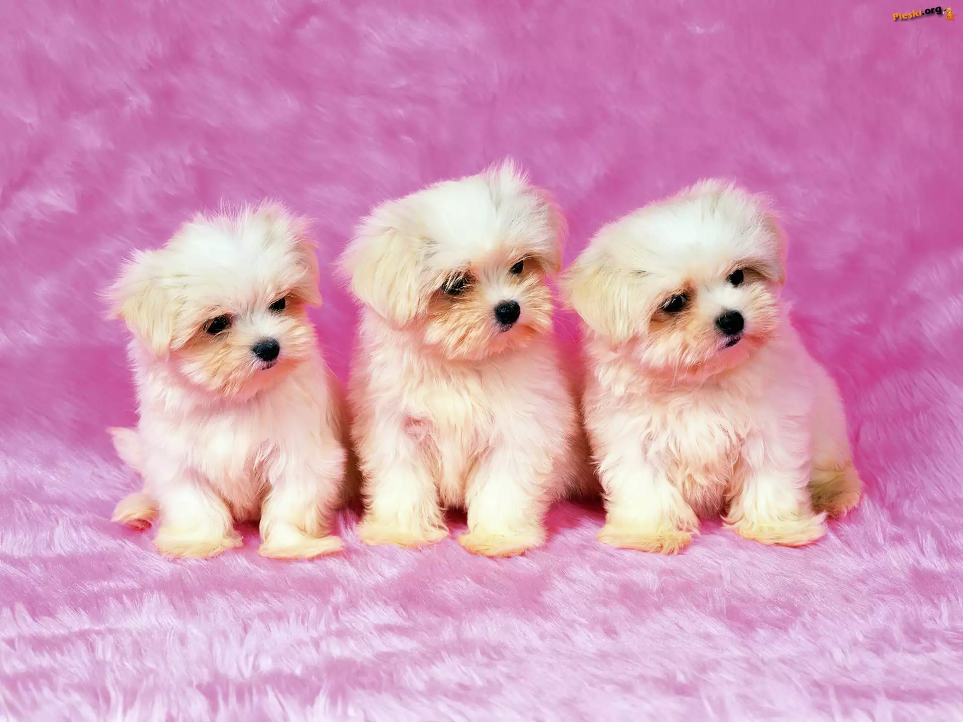 Bichon frise, Psiaki, Trzy
