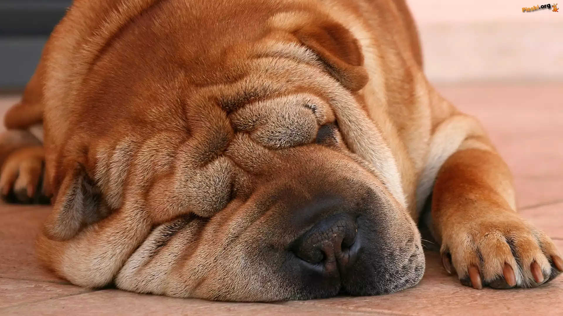 Piękny, Shar, Pei