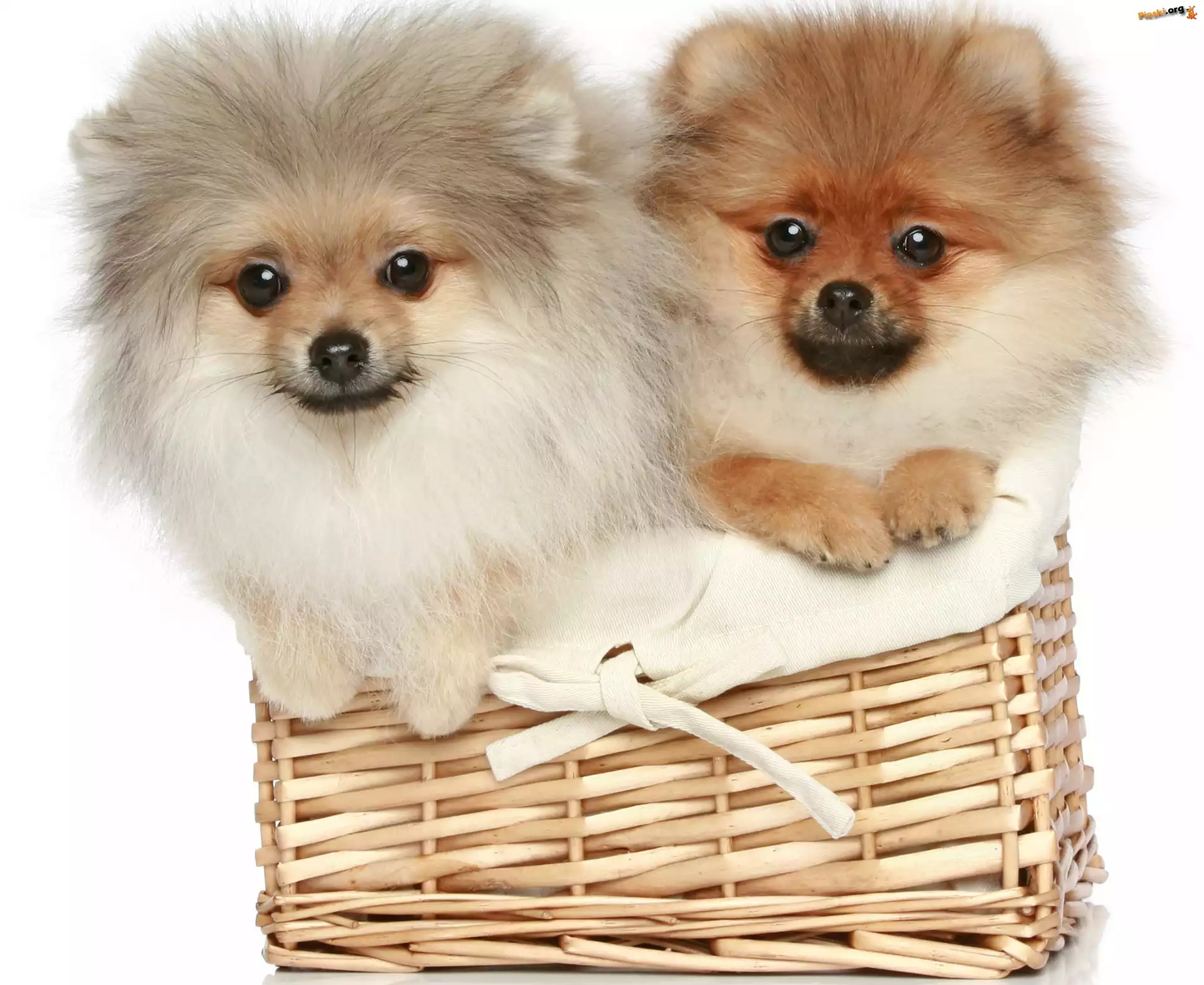 Szpice miniaturowe, Psy, Koszyk, Pomeraniany