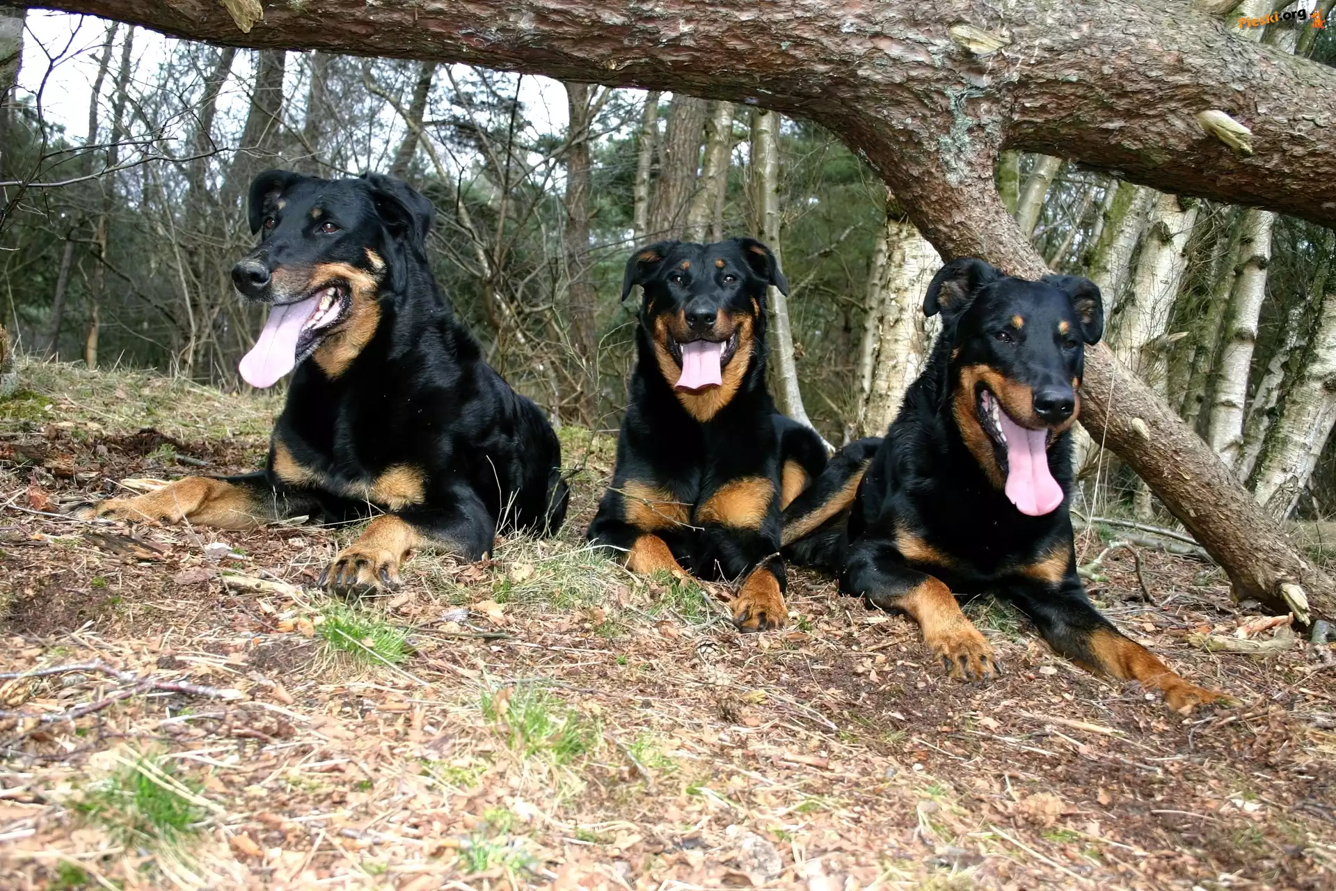 przewrócone, Trzy, Beaucerony, drzewo