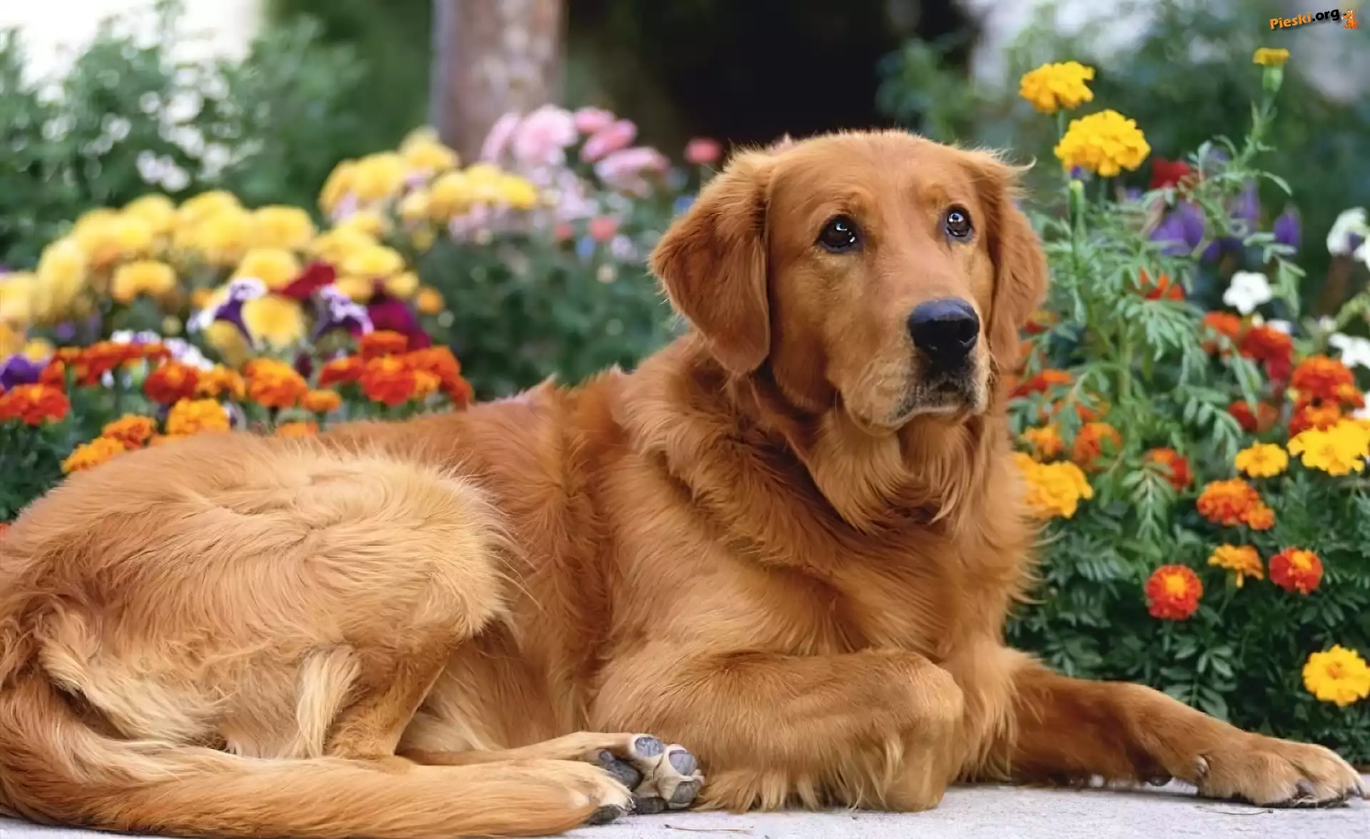 Pies, Brązowy, Golden Retriever