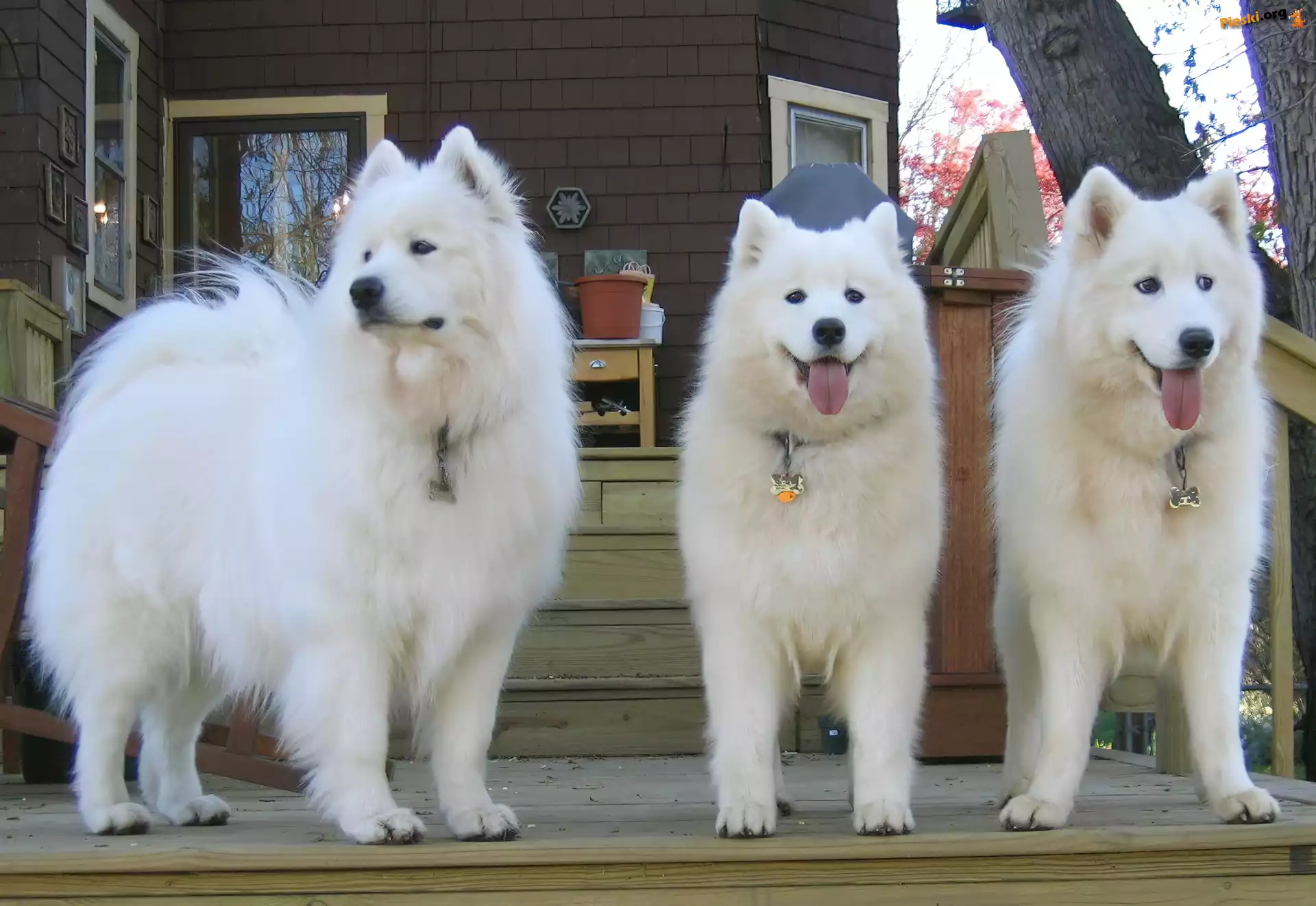 trzy, piękne, Samojedy