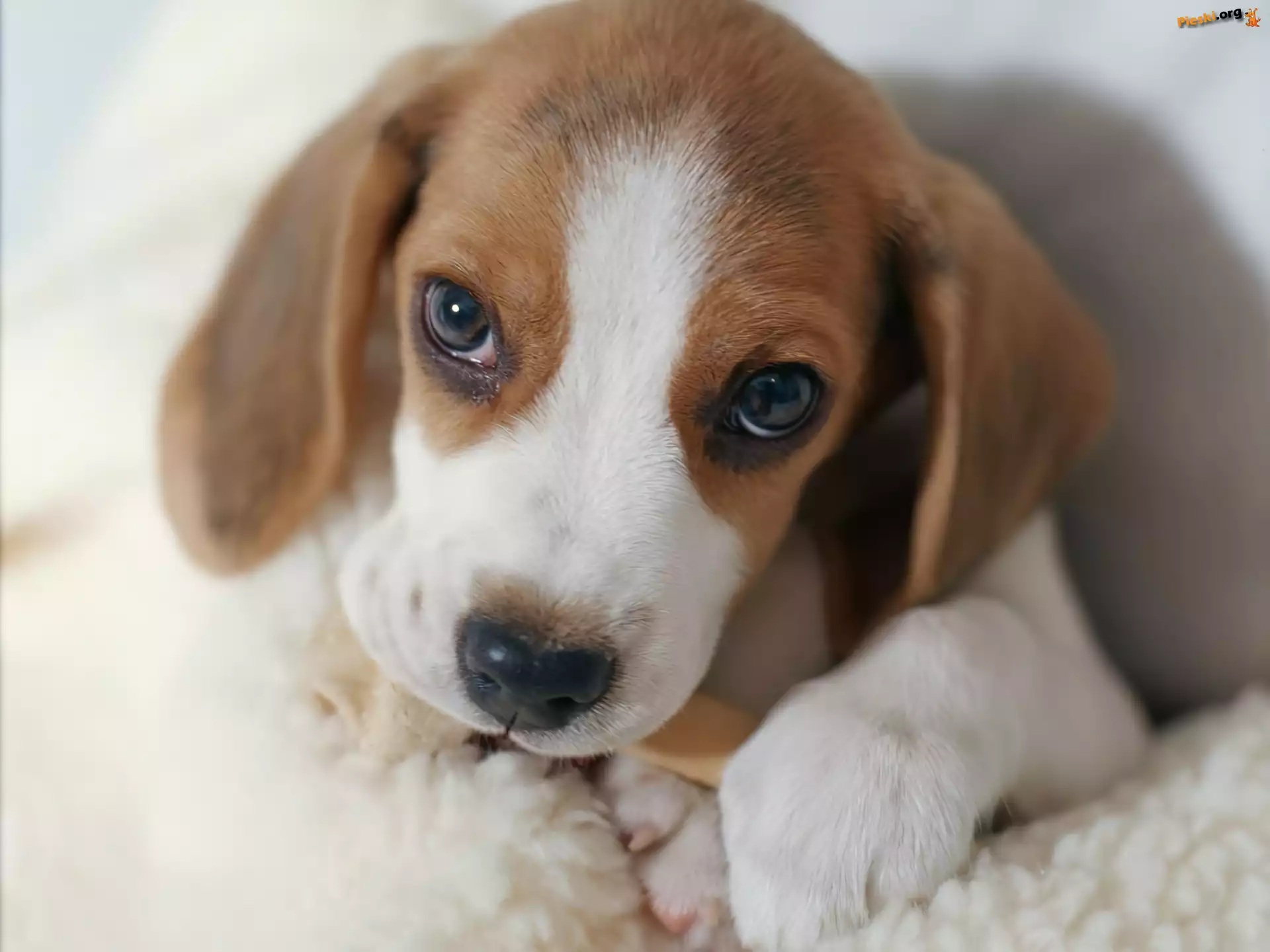 Pyszczek, Szczeniak, Beagle, Kość