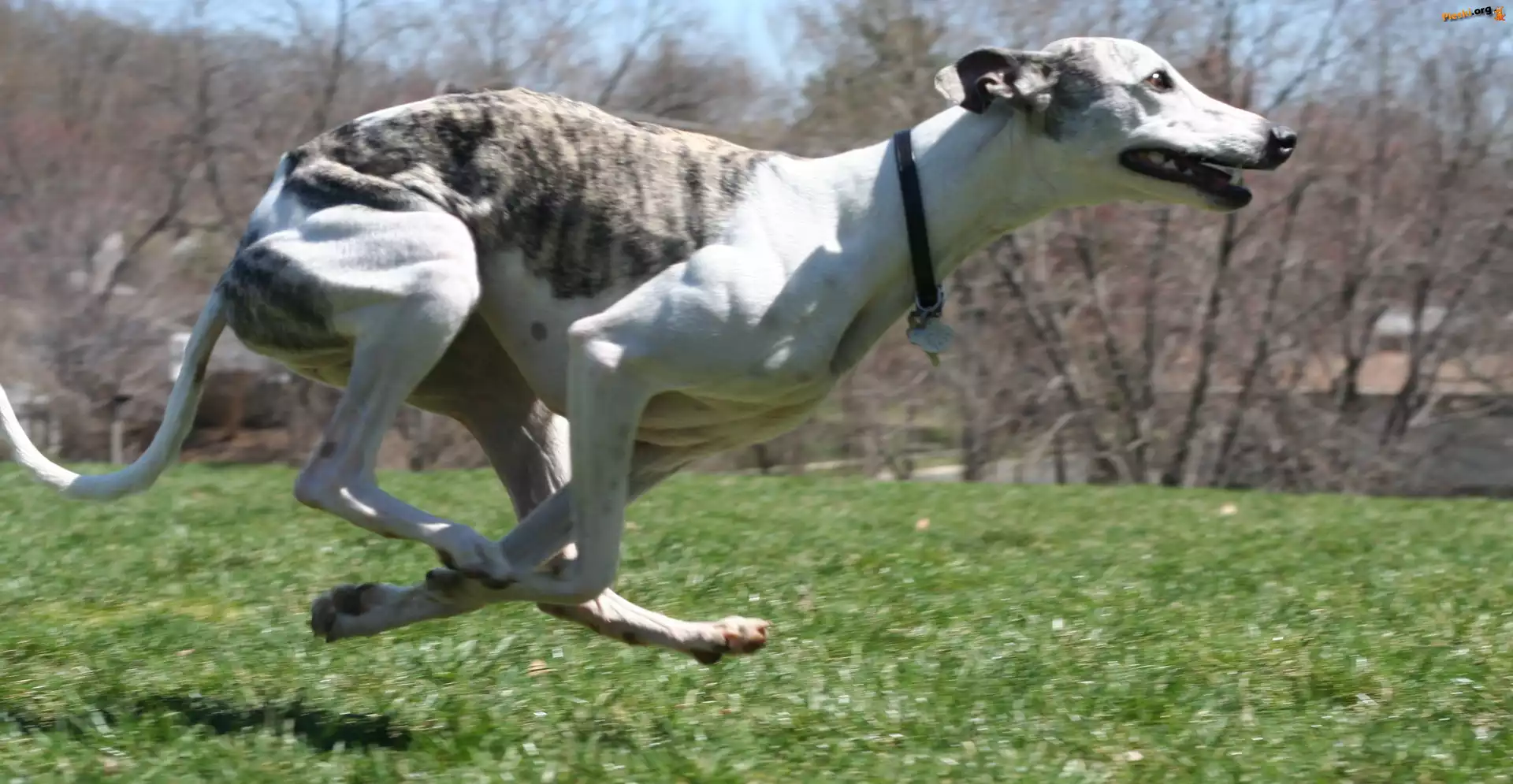 Whippet