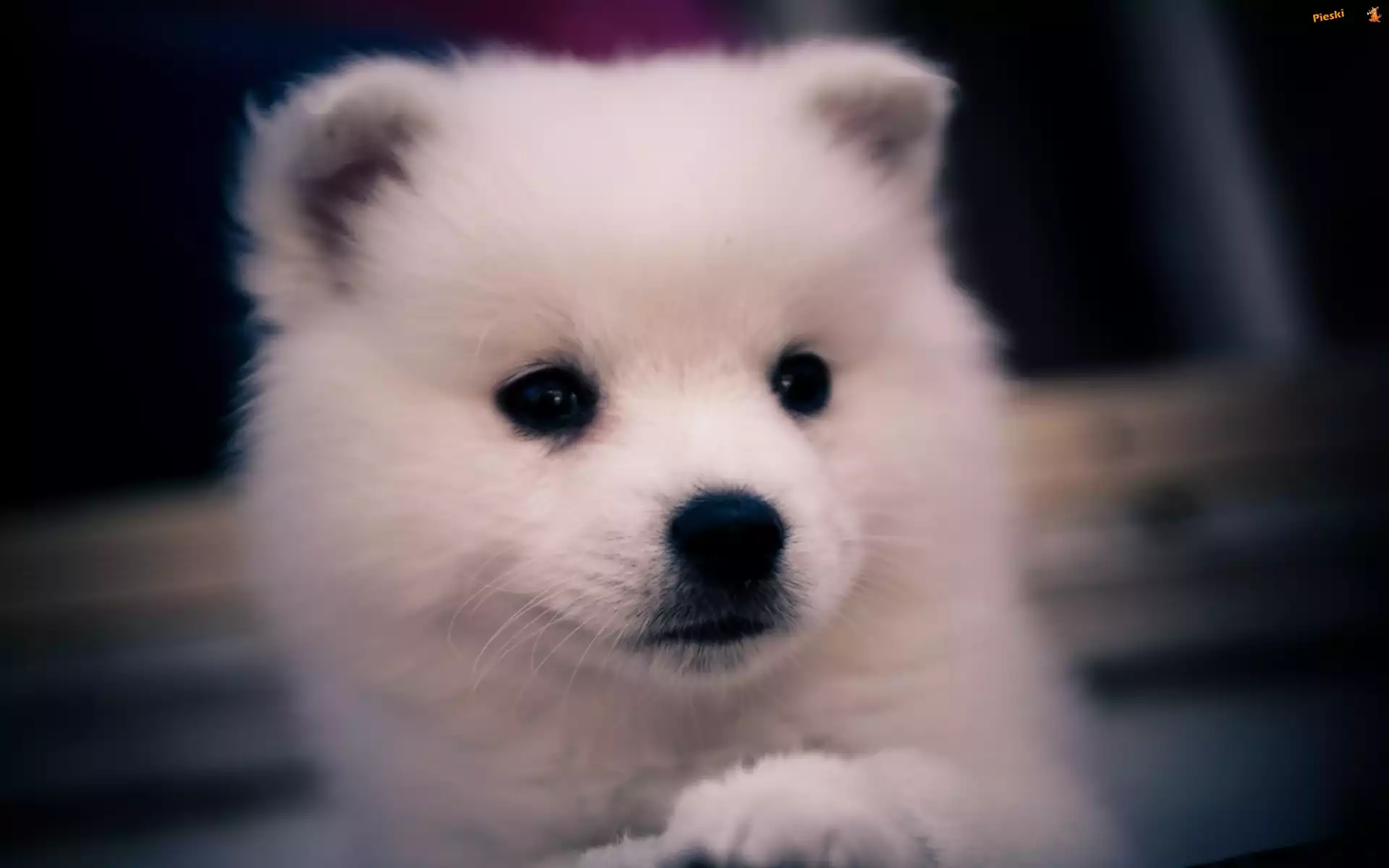 Samojed, Szczeniak