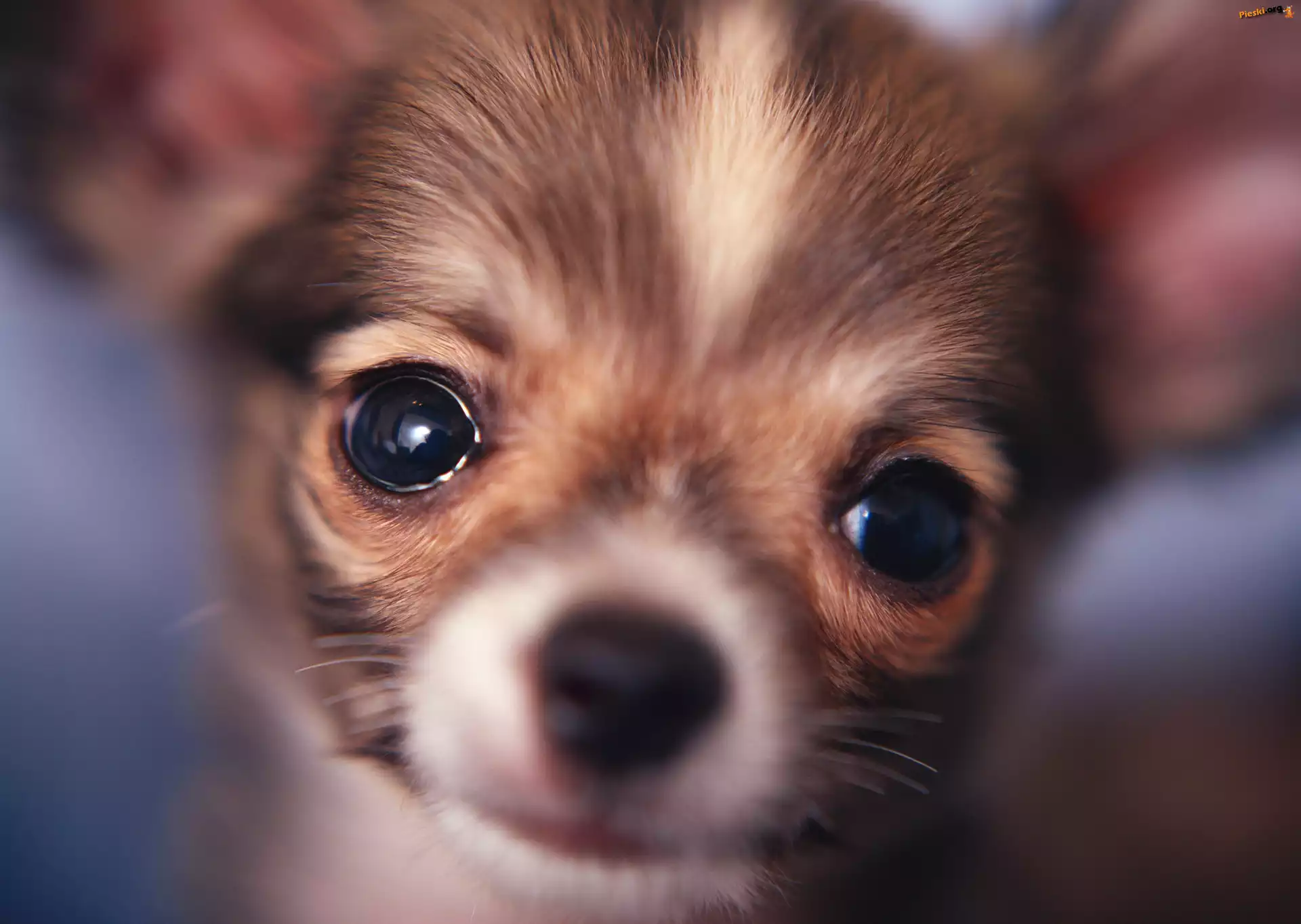 Oczy, Pies, Pyszczek, Chihuahua