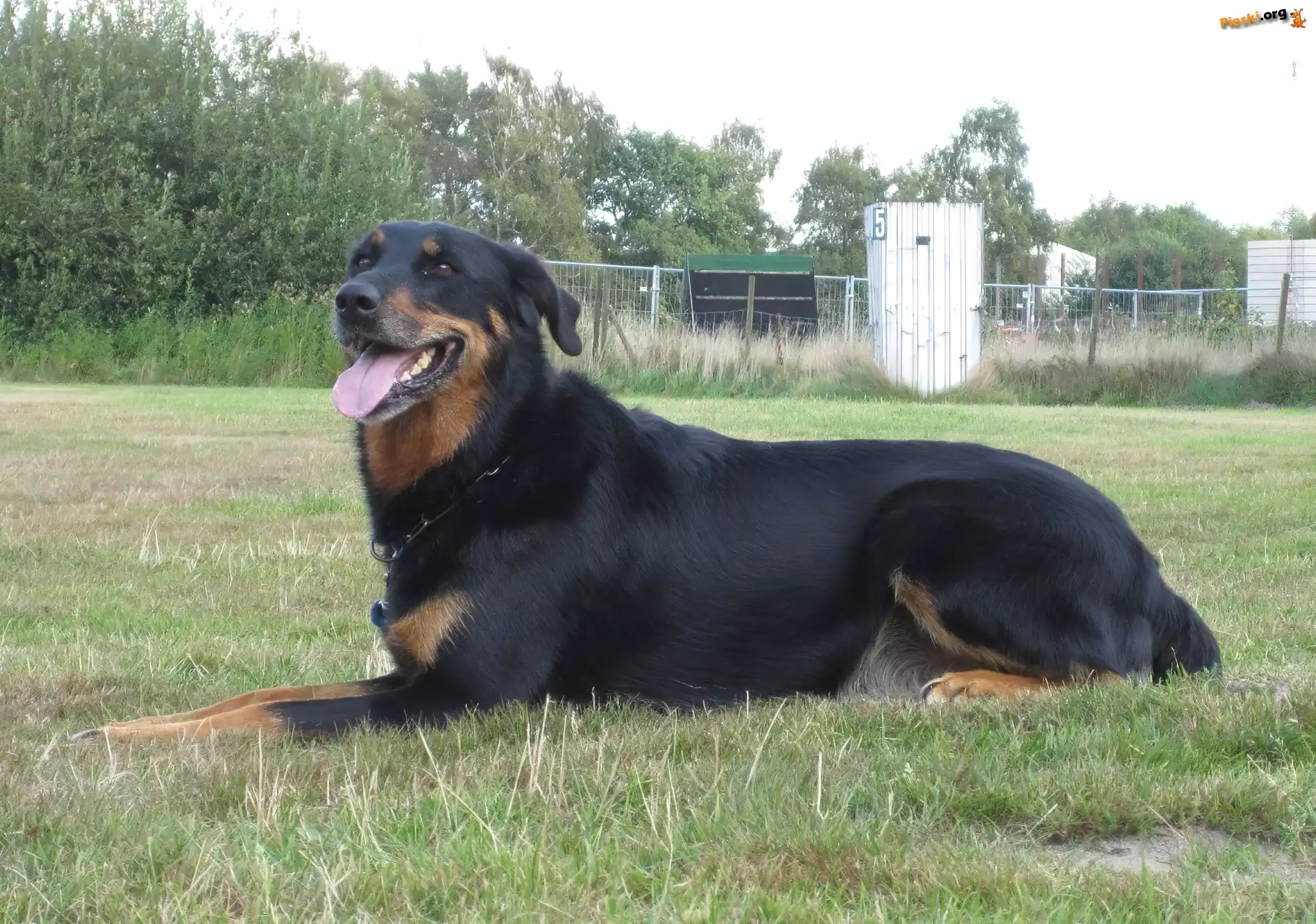 Beauceron