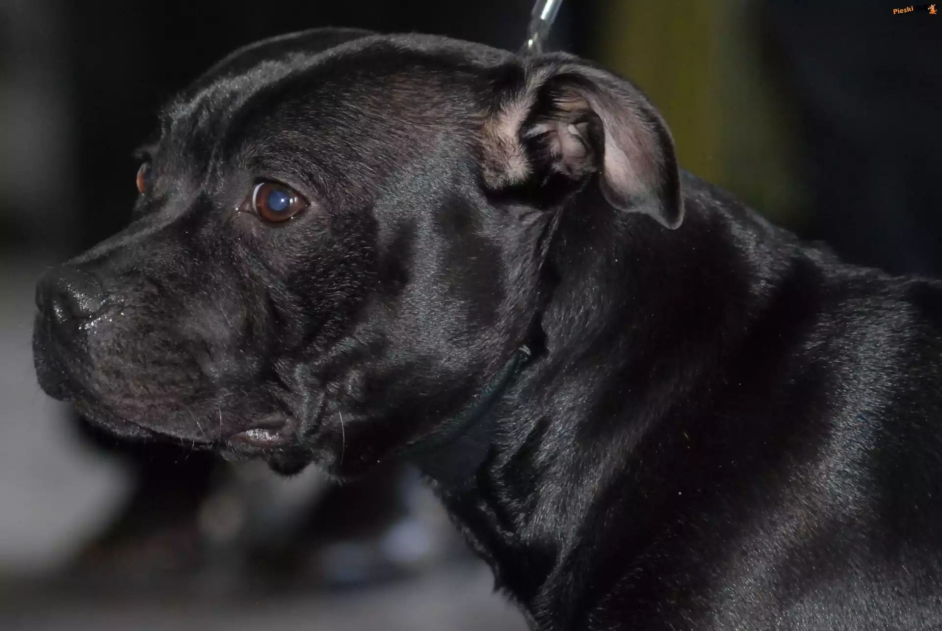 morda, Staffordshire Bull Terrier