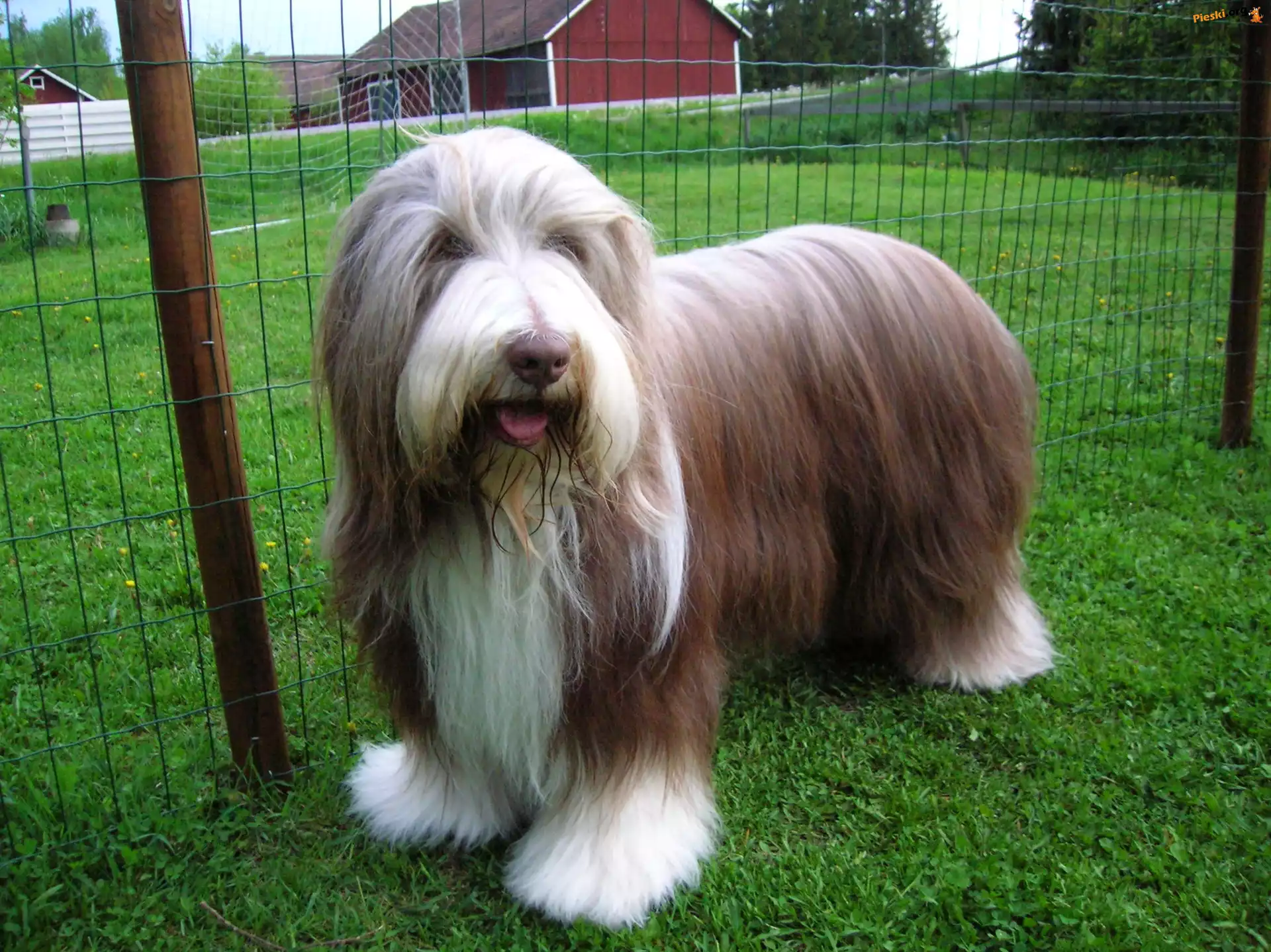 Zadbany, Bearded collie