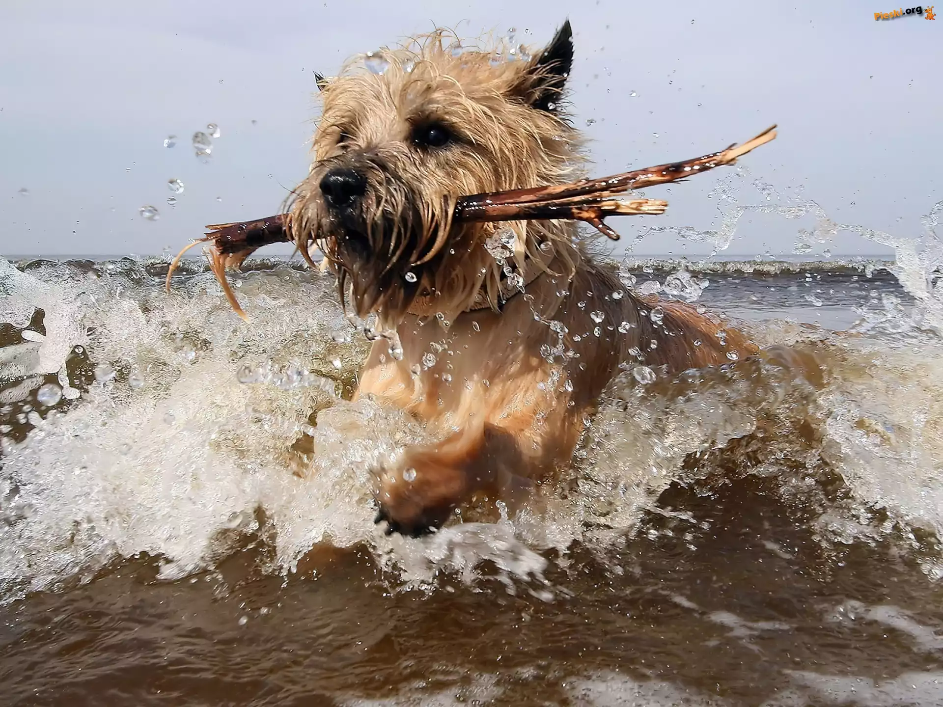 Patyk, Cairn Terrier, Pies