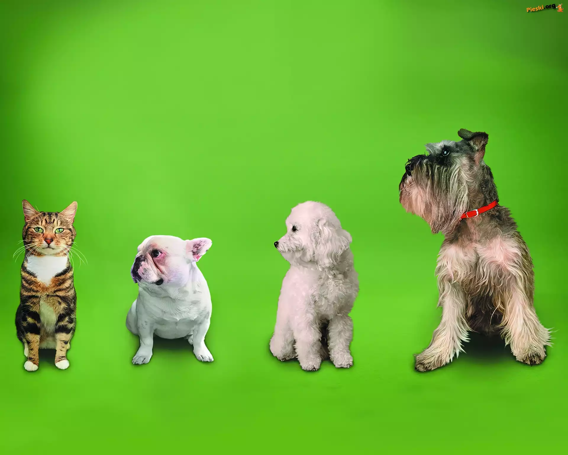 Psy, Kot, Przyjaciele