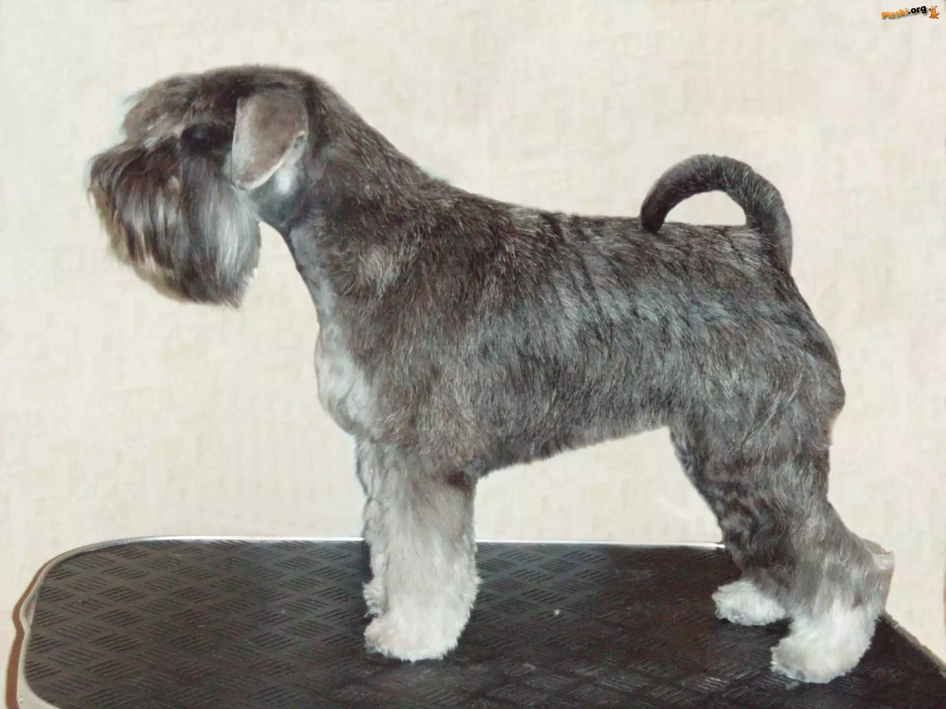 Sznaucer miniaturowy, czarno-srebrne, umaszczenie