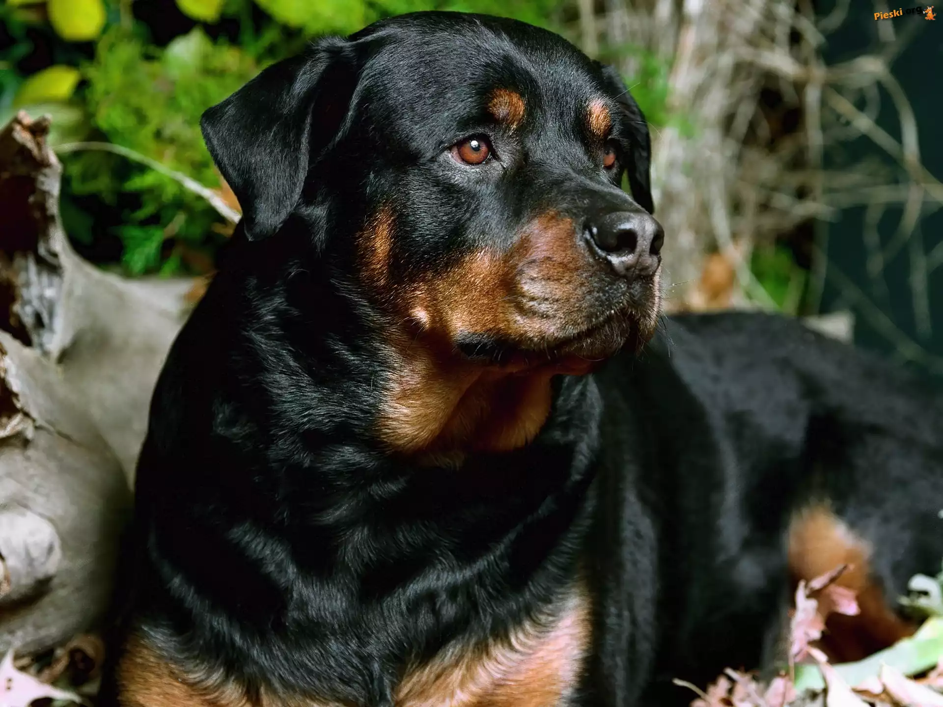 Czarny, Rottweiler