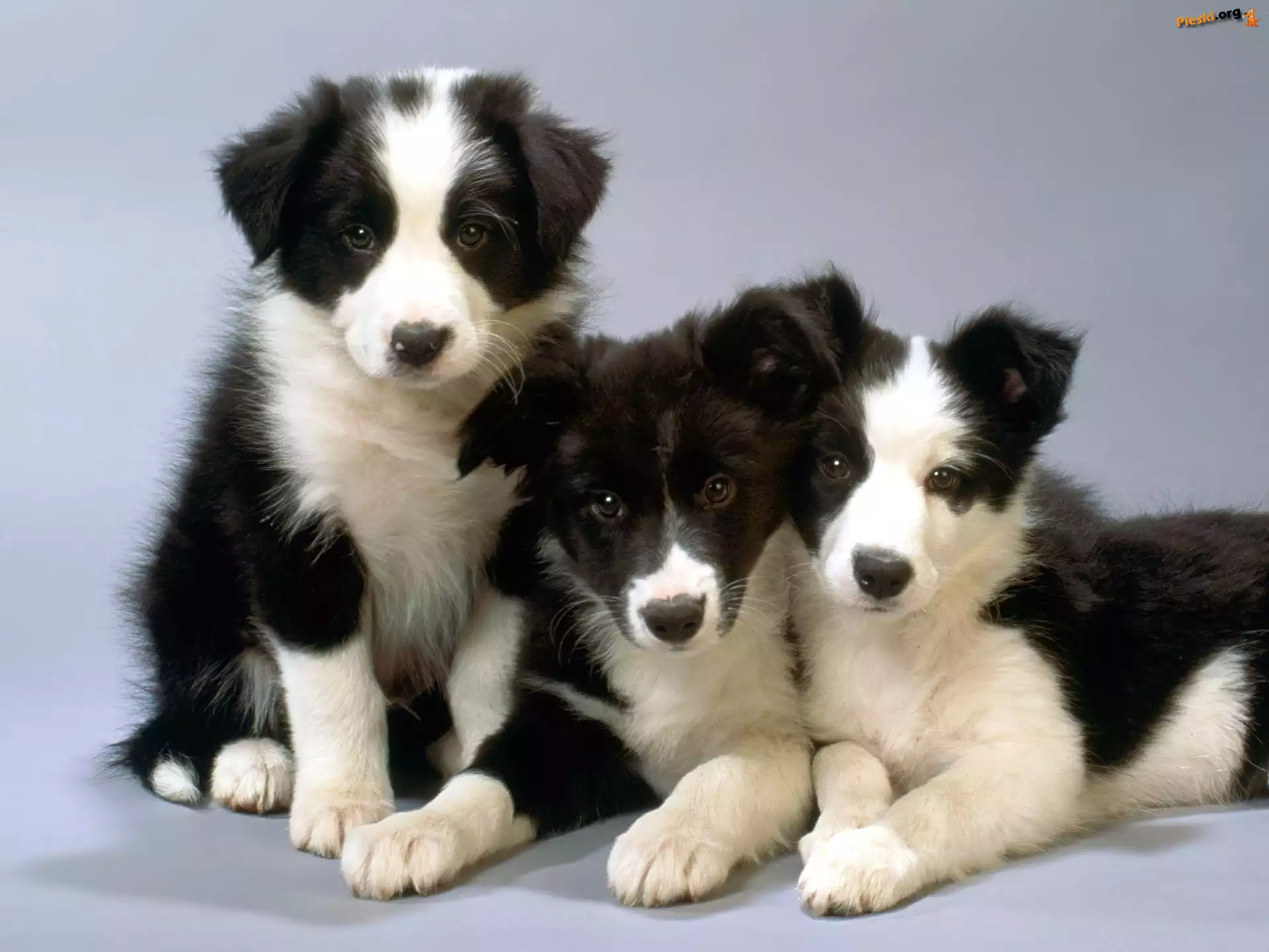 Border, Słodkie, Trzy, Pieski, Collie