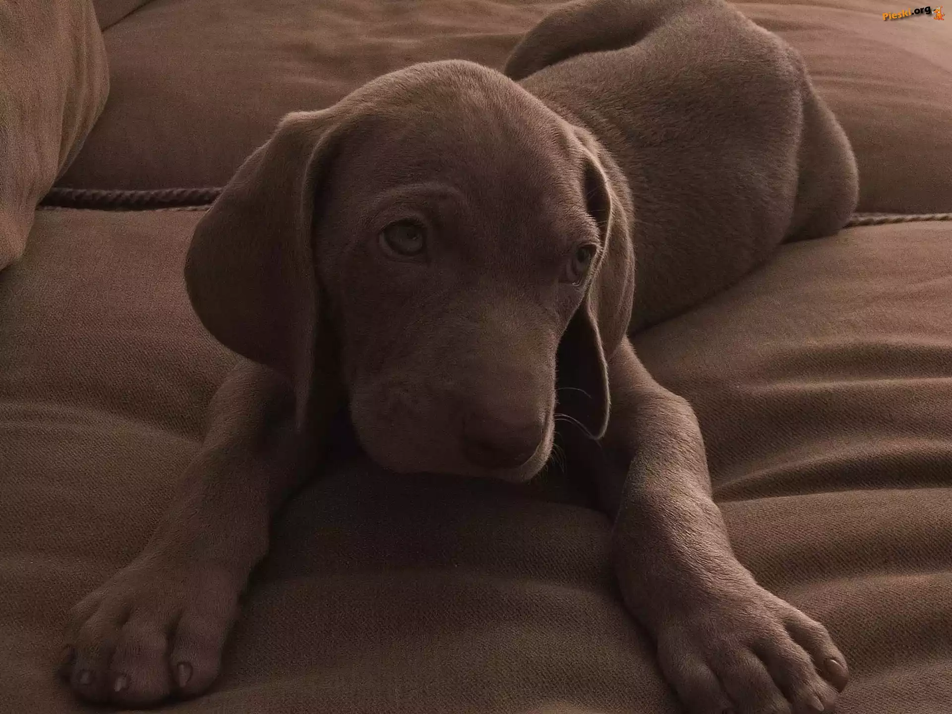 Czekoladowy, Szczeniak, Pies, Labrador retriever