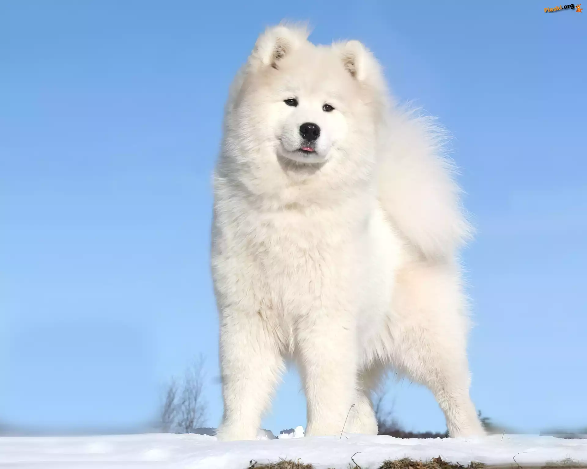 Biały, Pies, Akita