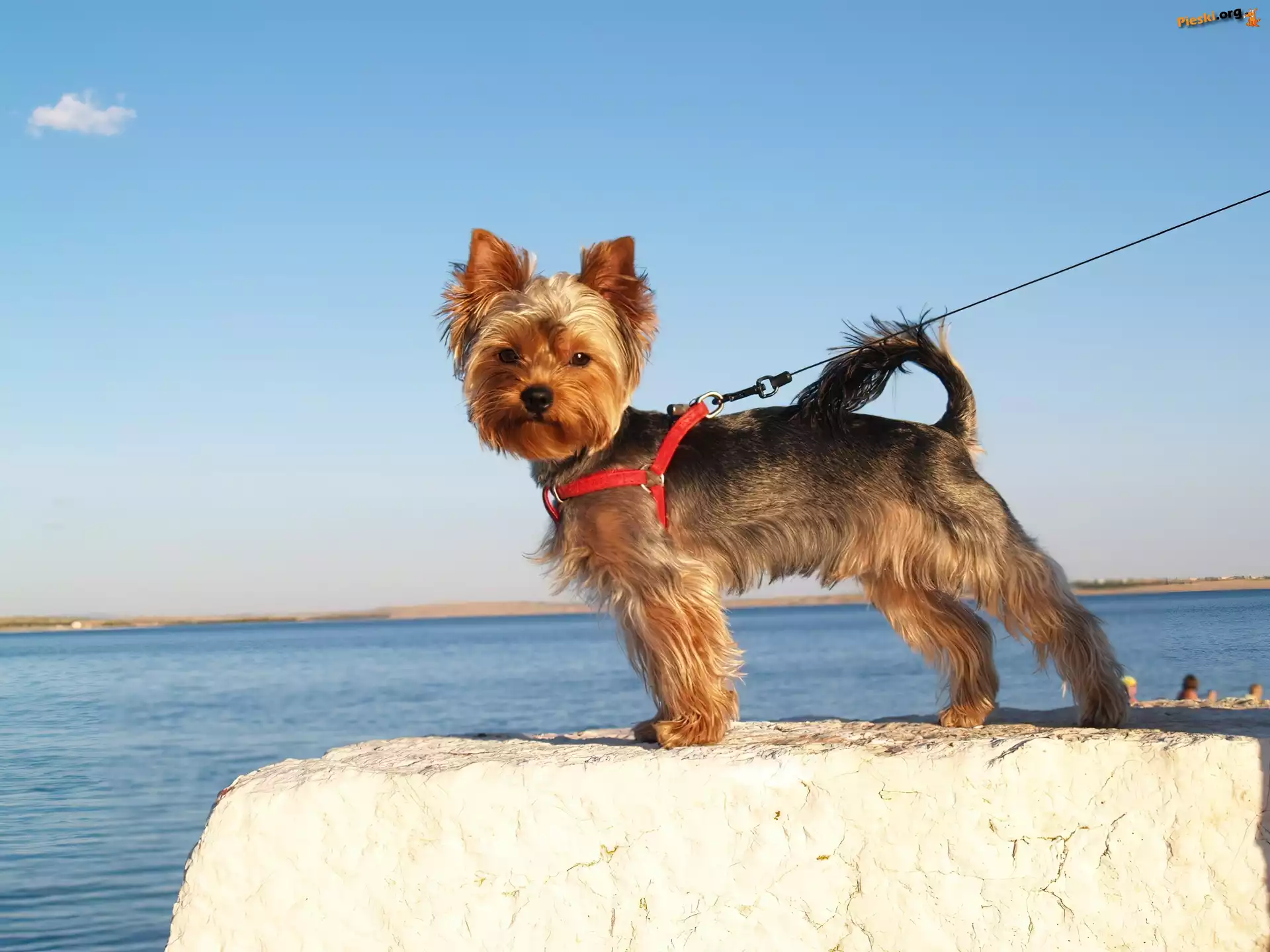 Smycz, Yorkshire Terrier, Piesek