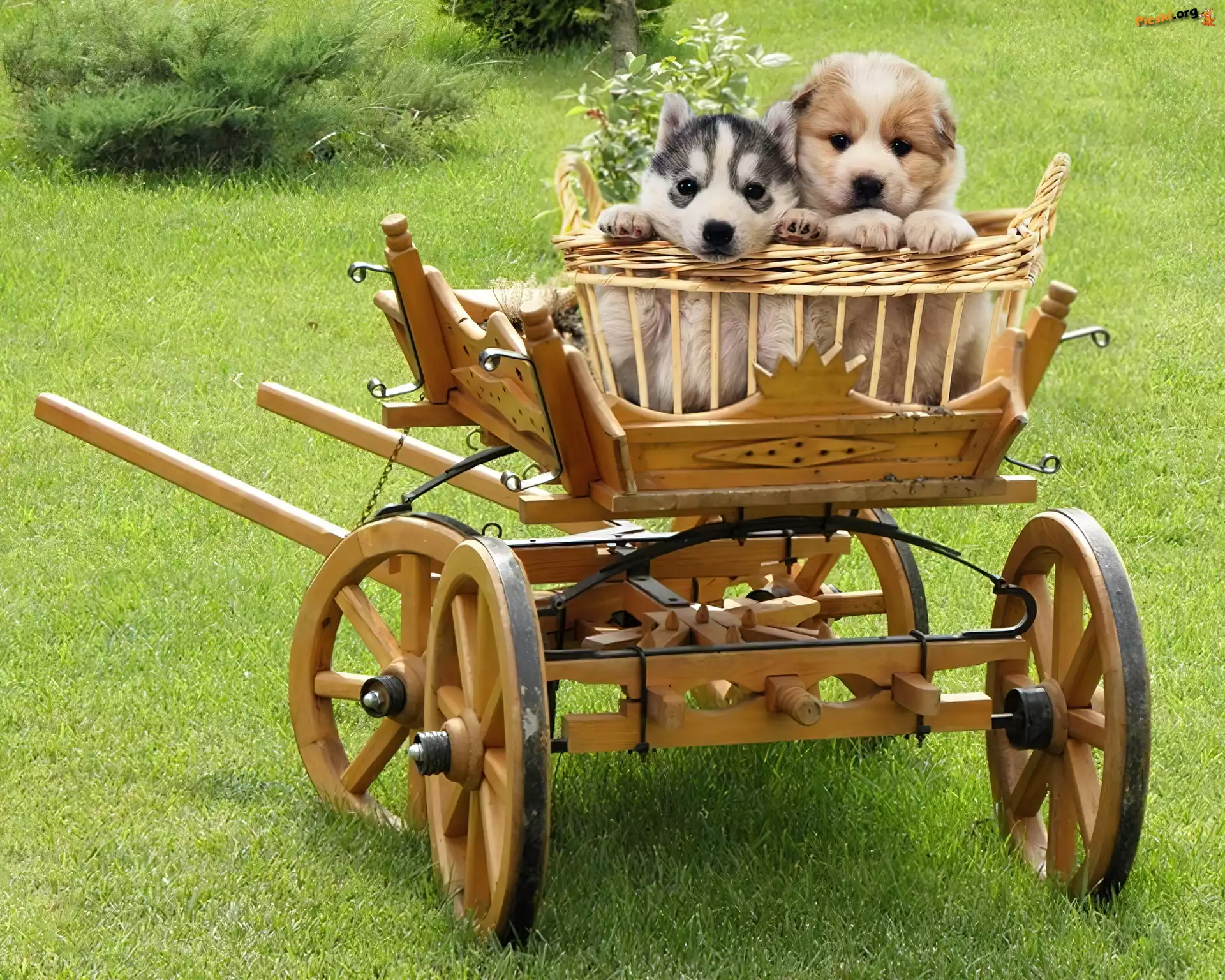 Wózek, Szczeniaczki, Dwa, Koszyk, Siberian Husky