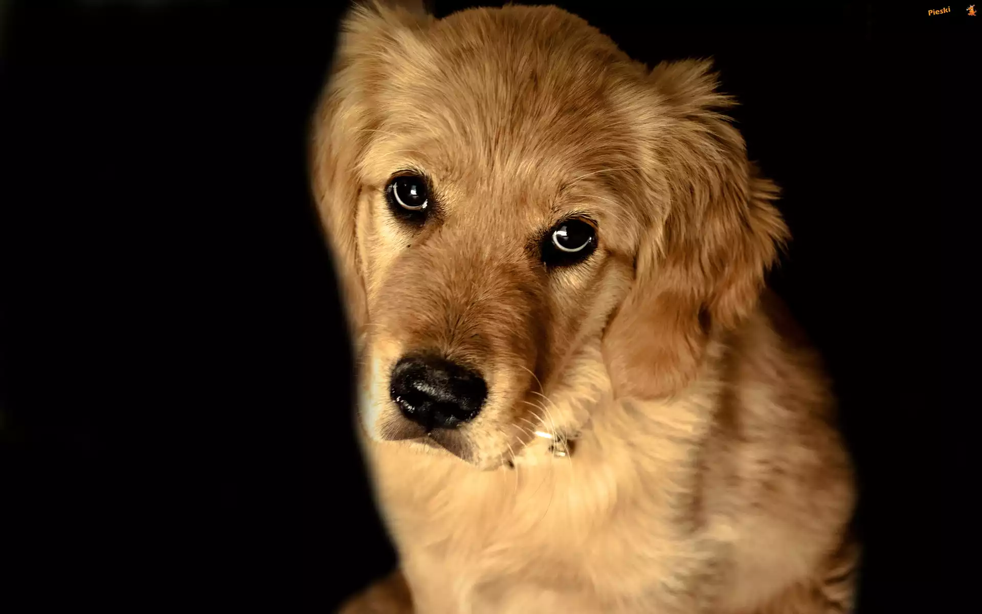 Golden Retriever, Smutne, Spojrzenie