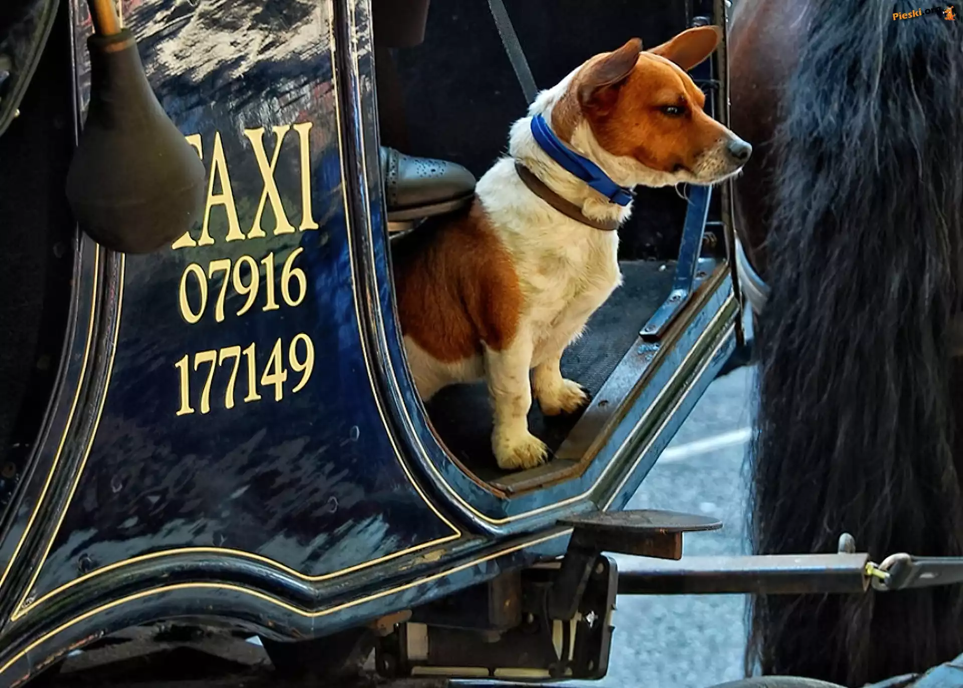 Konia, Ogon, Pies, Taxi