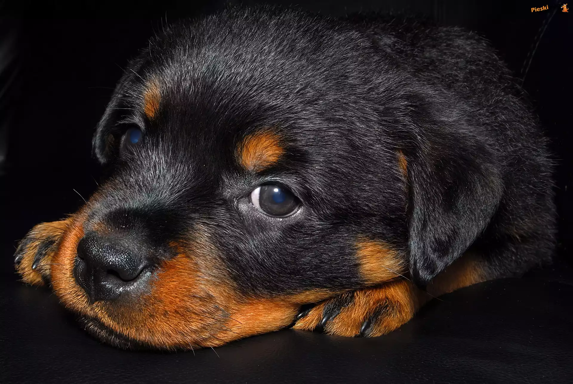 Szczeniaczek, Mały, Czarny, Rottweiler