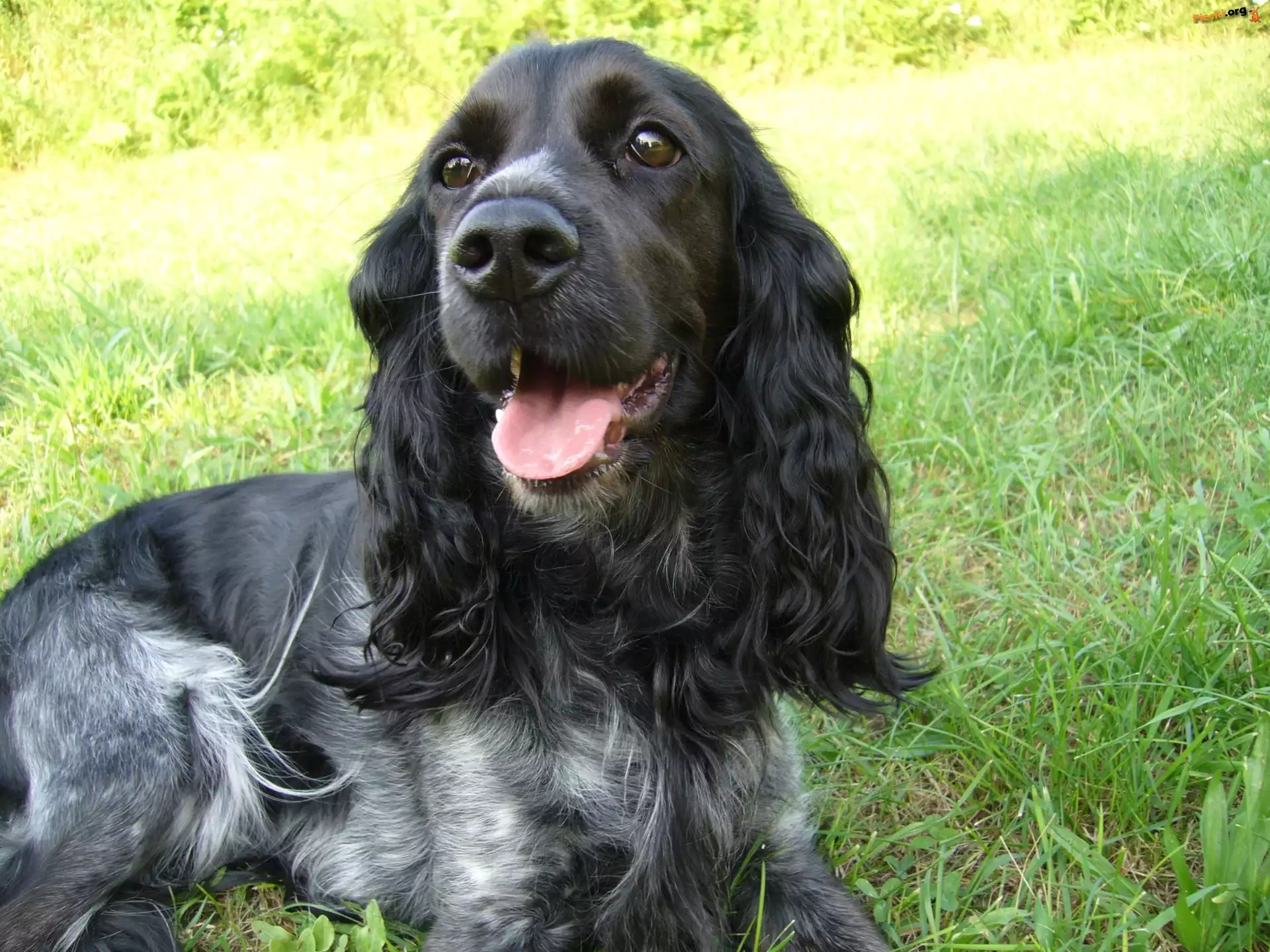 Czarny, Pies, Cocker Spaniel, Trawa