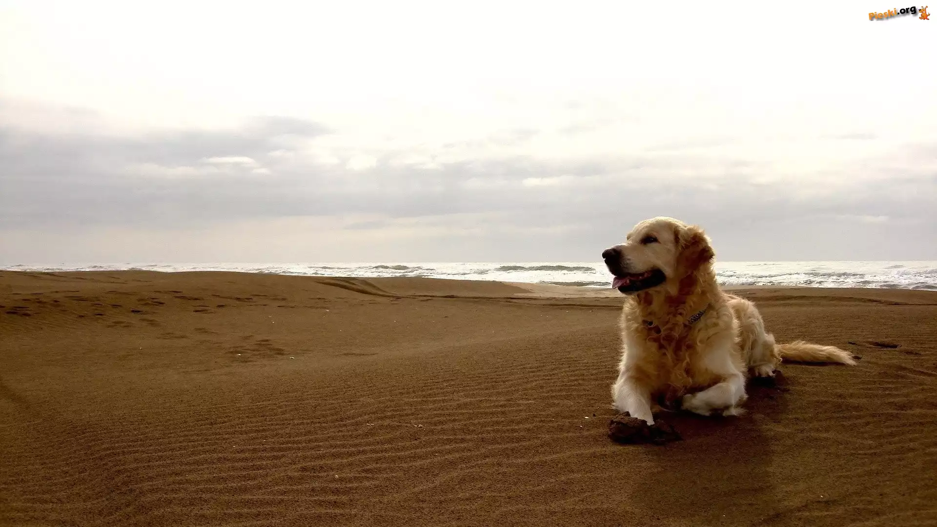 Plaża, Pies, Golden Retriever, Morze