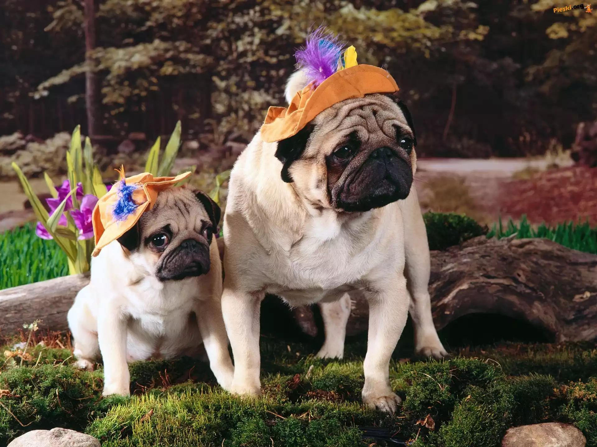 Trawka, Kapelusiki, Mopsy