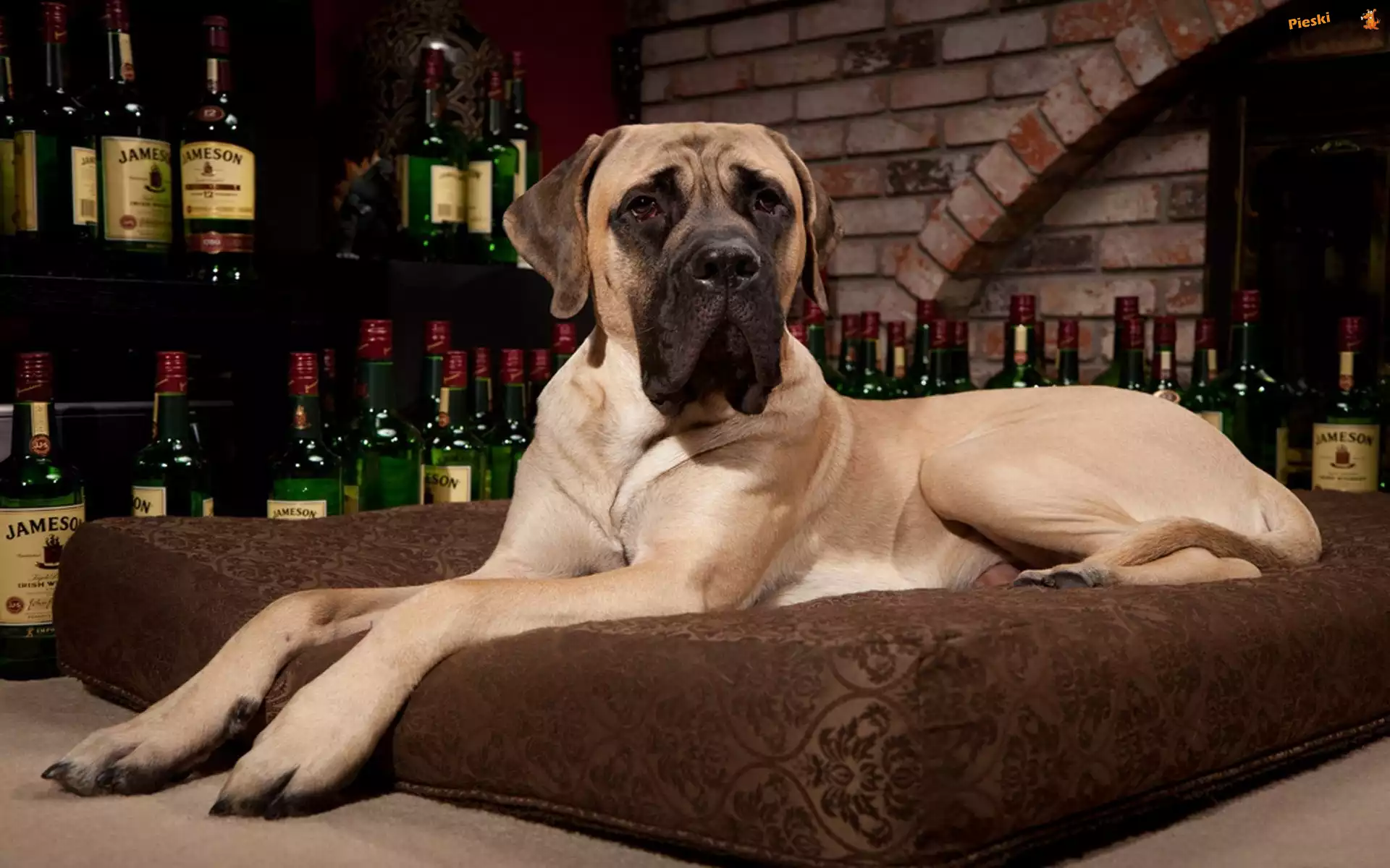 Poducha, Butelki, Whisky, Dog