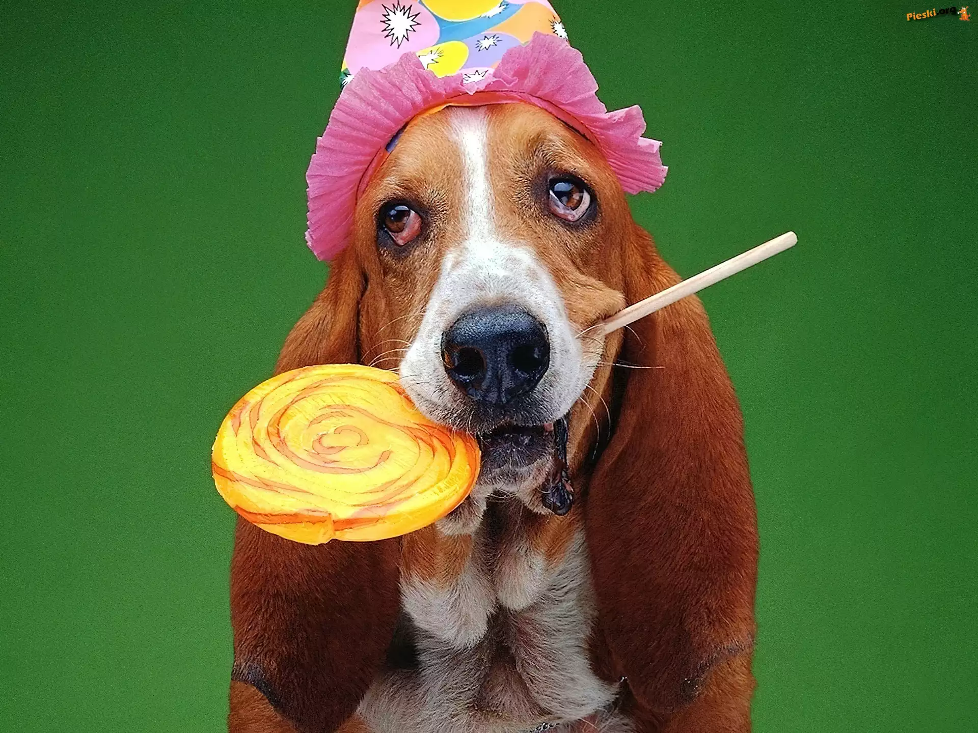 Czapeczka, Lizak, Basset