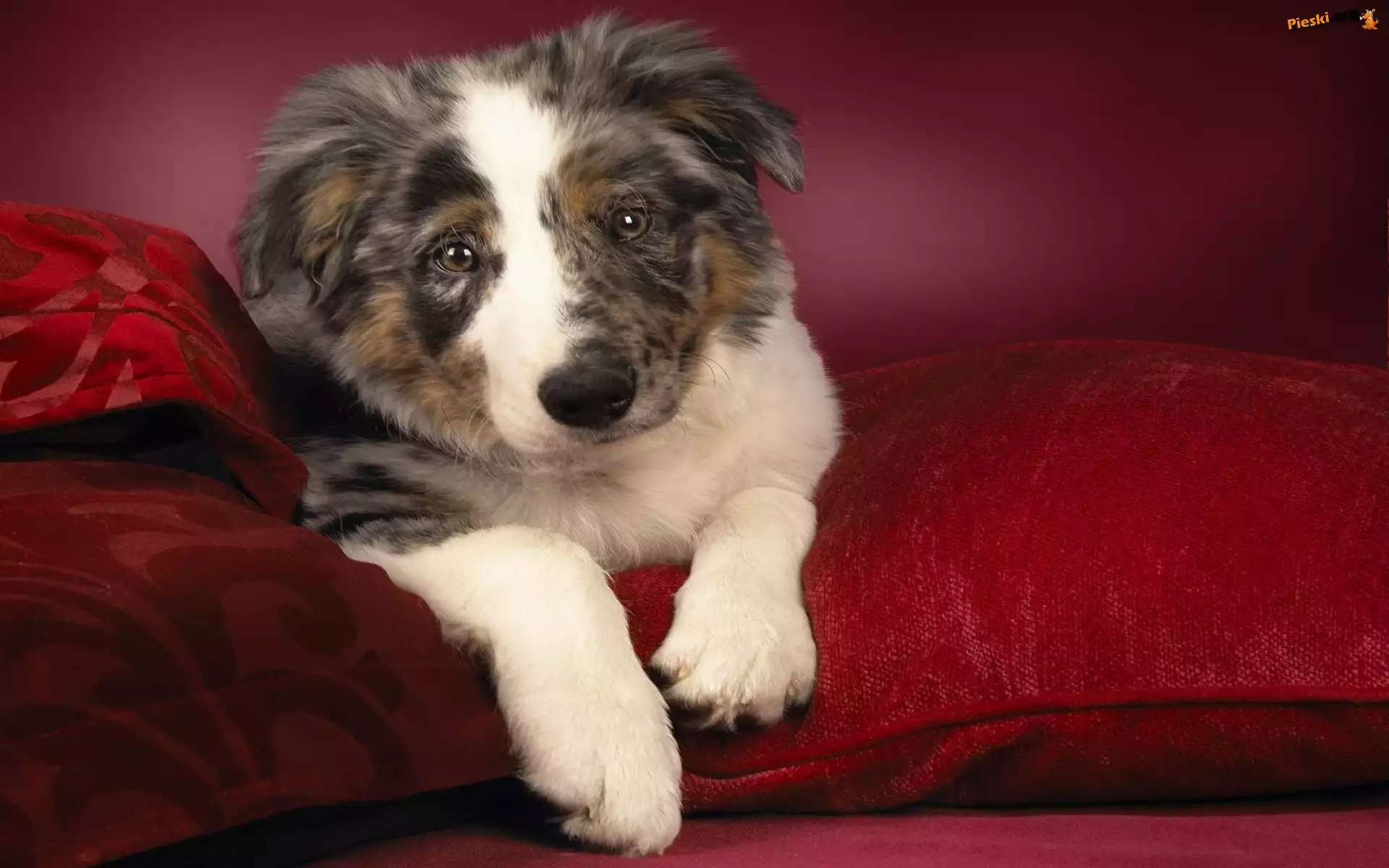 Owczarek australijski-australian shepherd