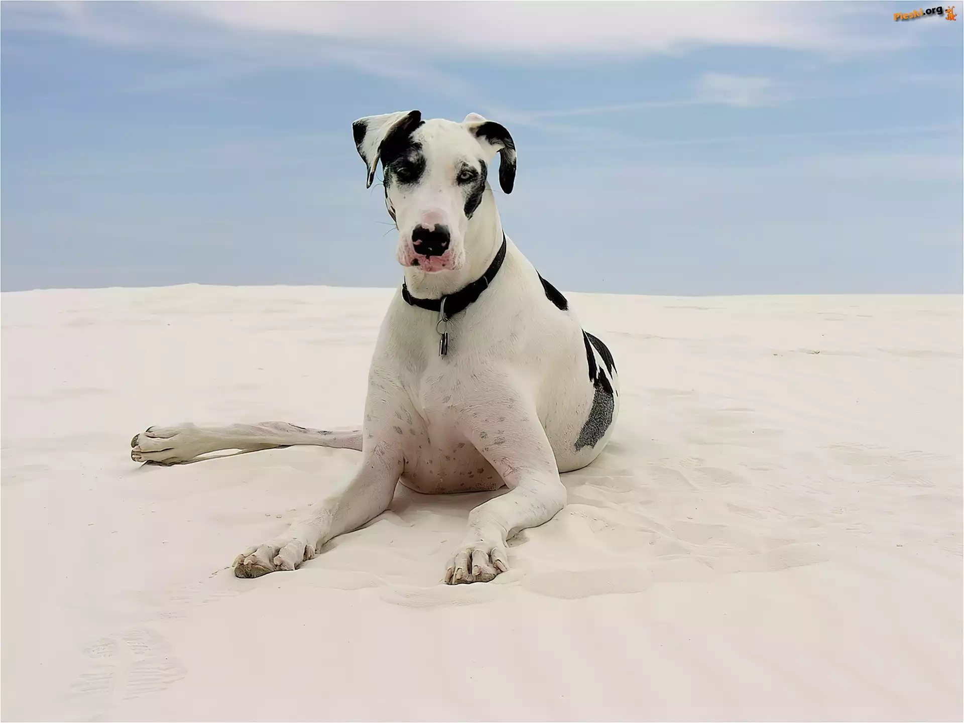 Piasek, Niemiecki, Dog