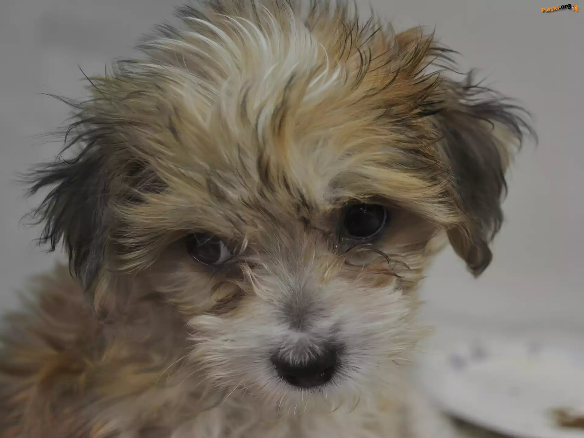Yorkshire Terrier, Pies, Smutny