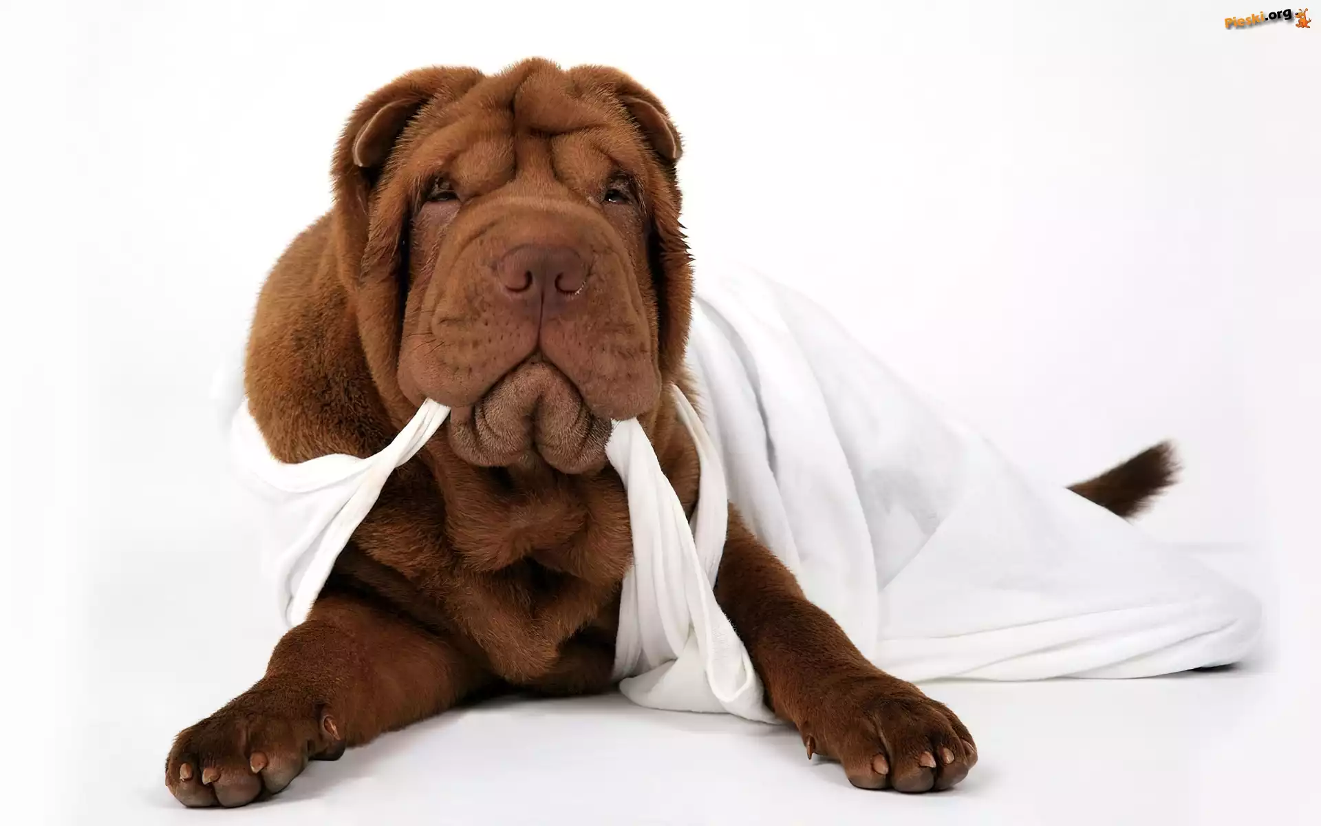 Biała, Brązowy, Shar Pei, Podkoszulka