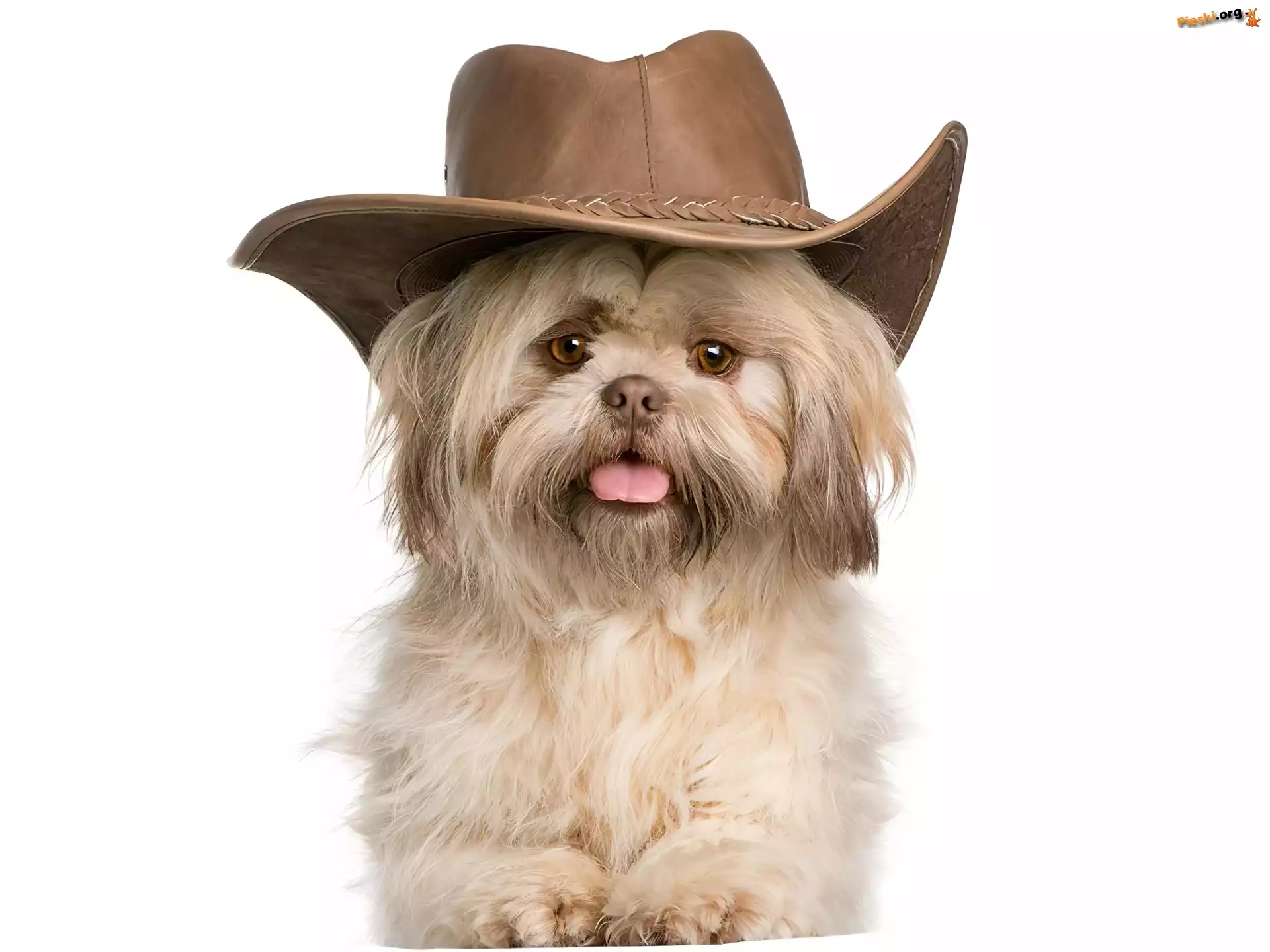 Shih Tzu, Kapelusz, Piesek