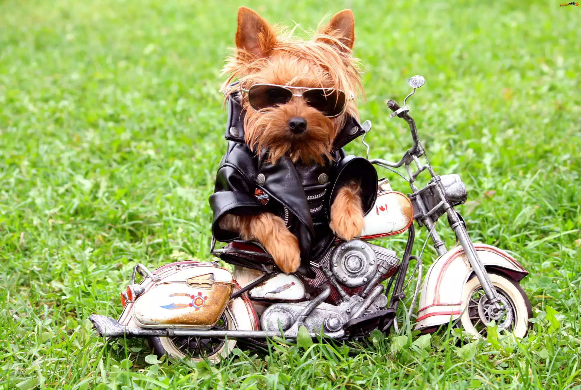 Motor, Pies, Motocyklista, Okulary, Skóra
