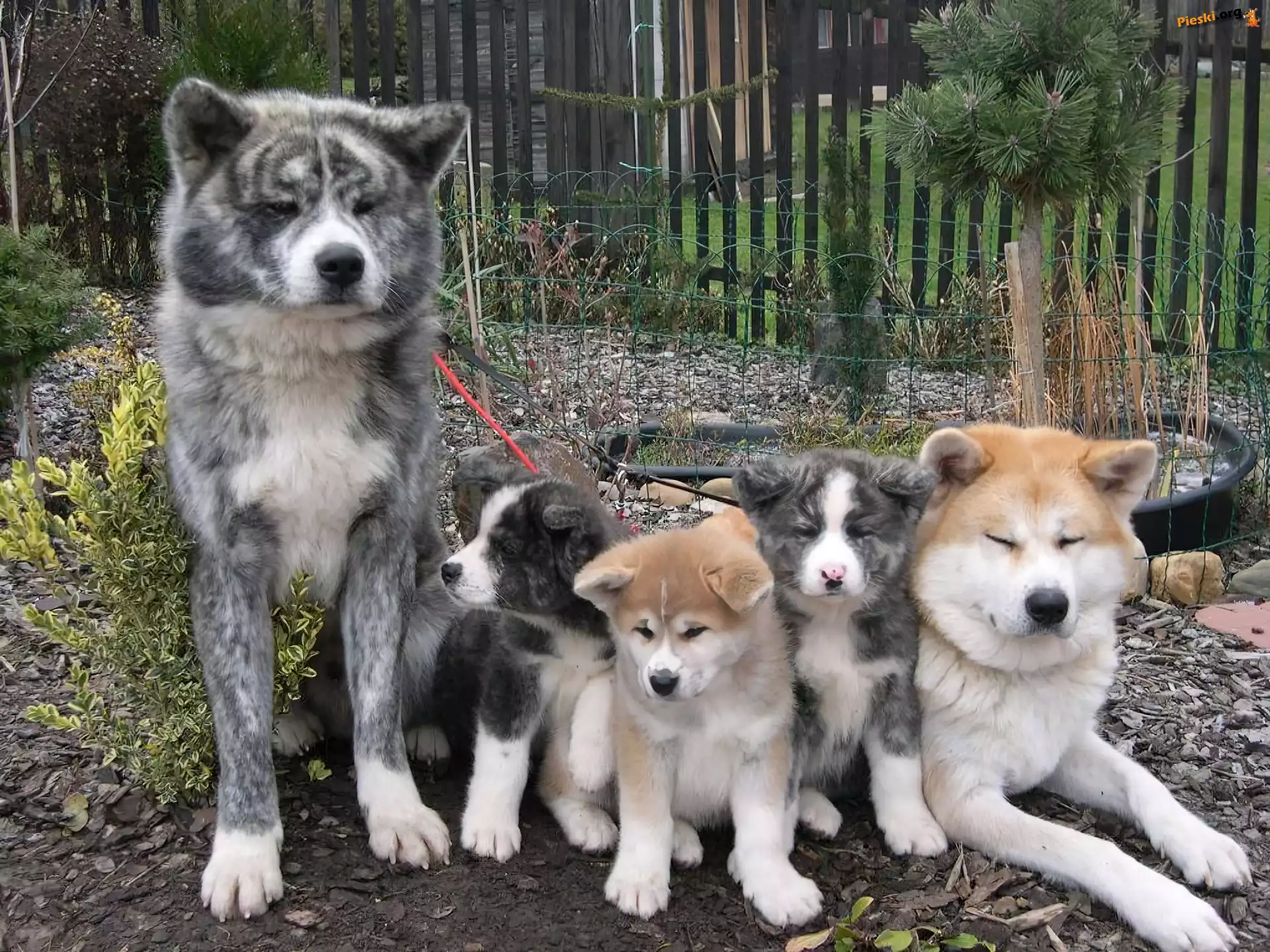 Psia, Akita, Szczęśliwa, Rodzinka