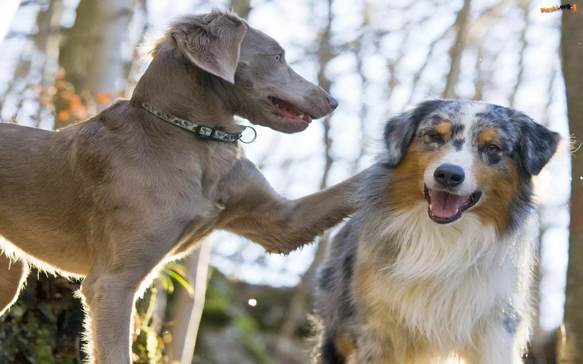 Wyżeł weimarski, Owczarek australijski, Australian shepherd