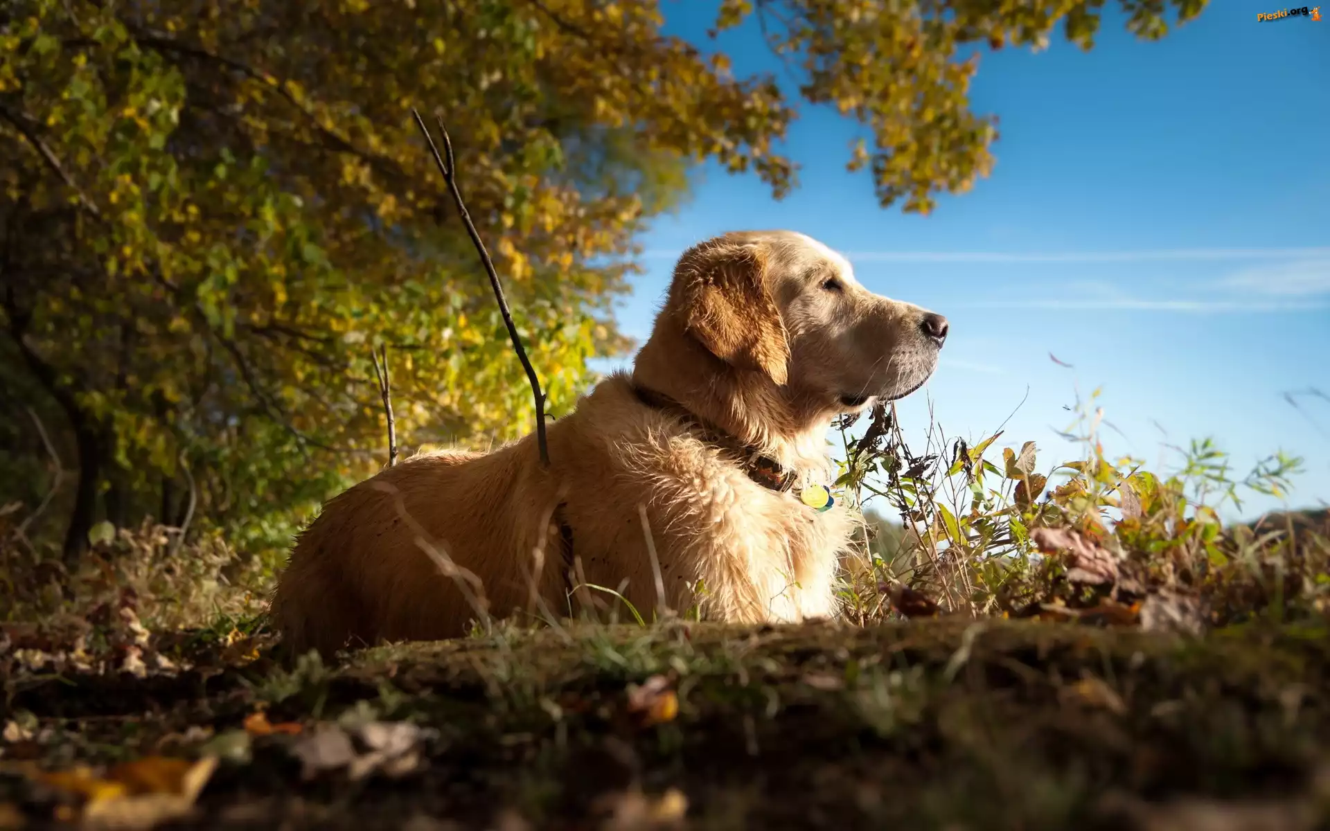 Golden Retriever, Spacer, Las