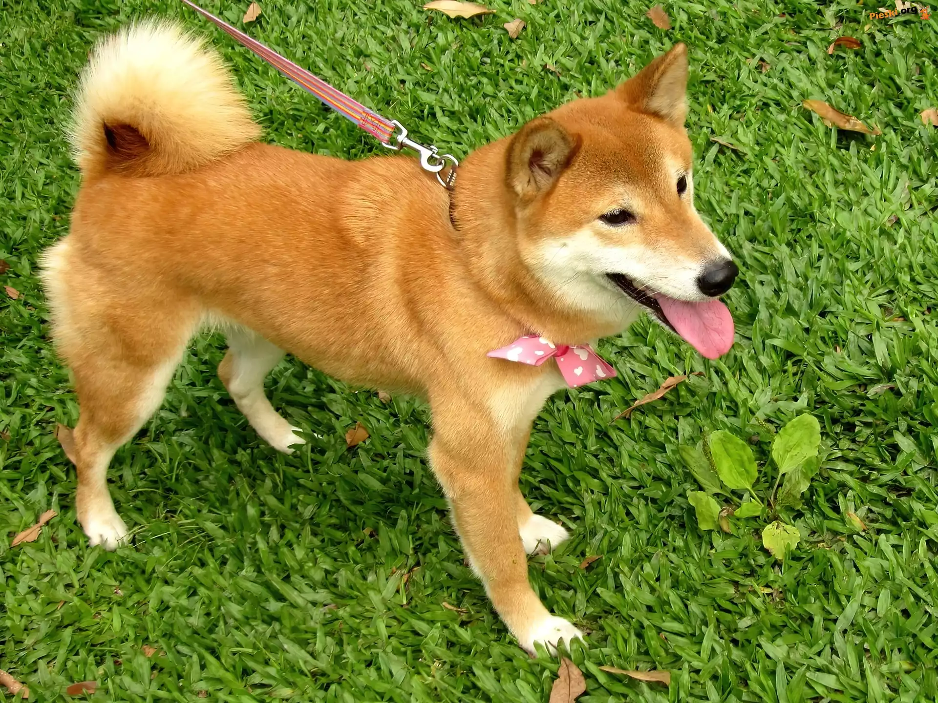Smycz, Trawa, Shiba Inu, Kokardka