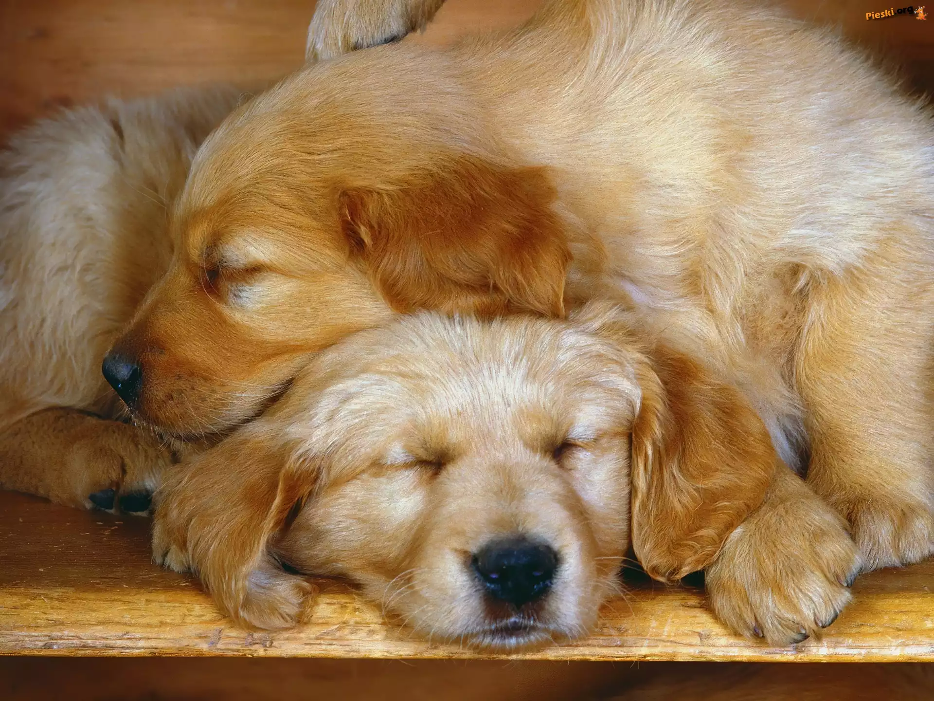 Golden retriever, Śpiące, Dwa, Psy, Szczeniak