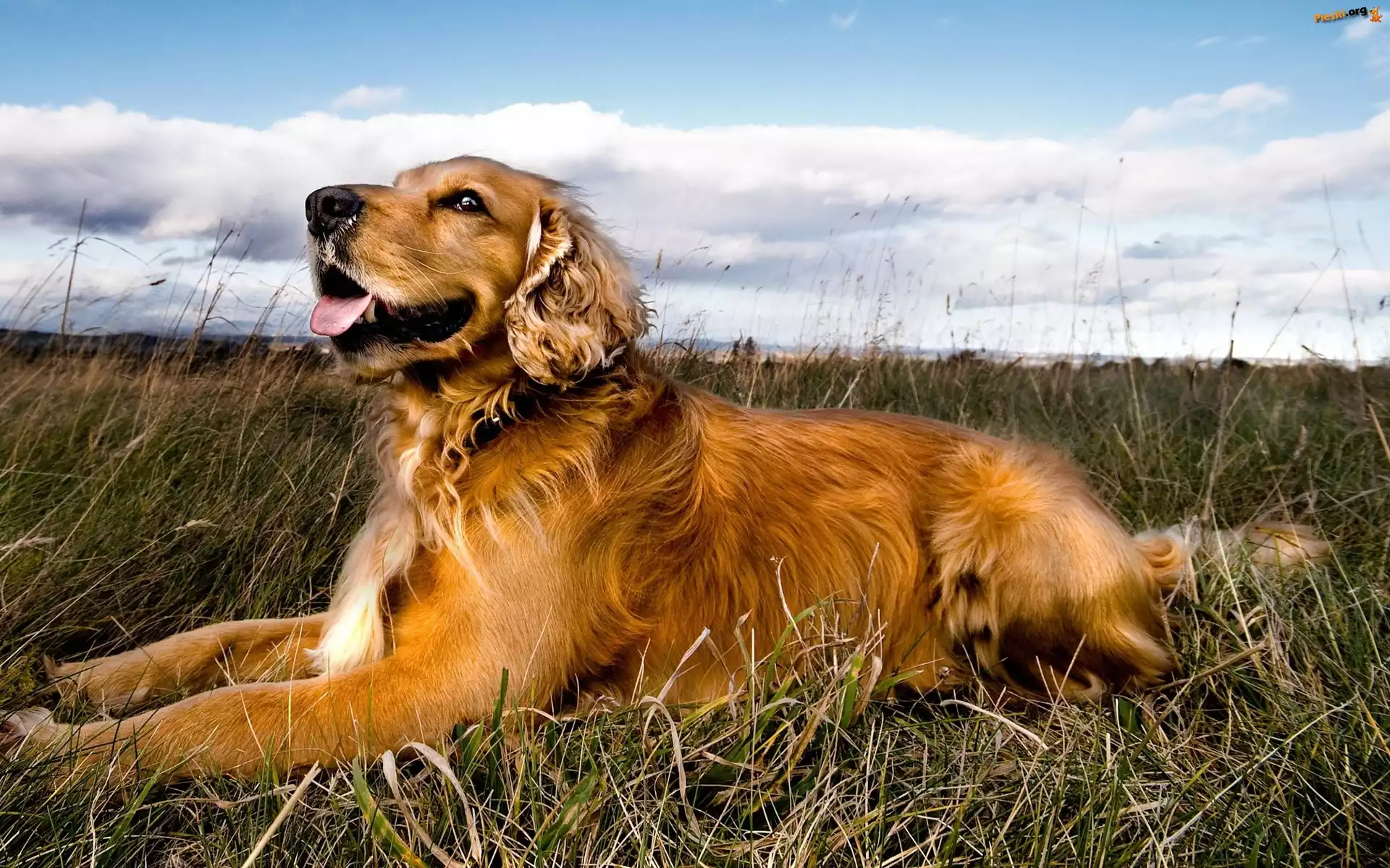 Niebo, Golden Retriever, Pies, Trawa, Chmury