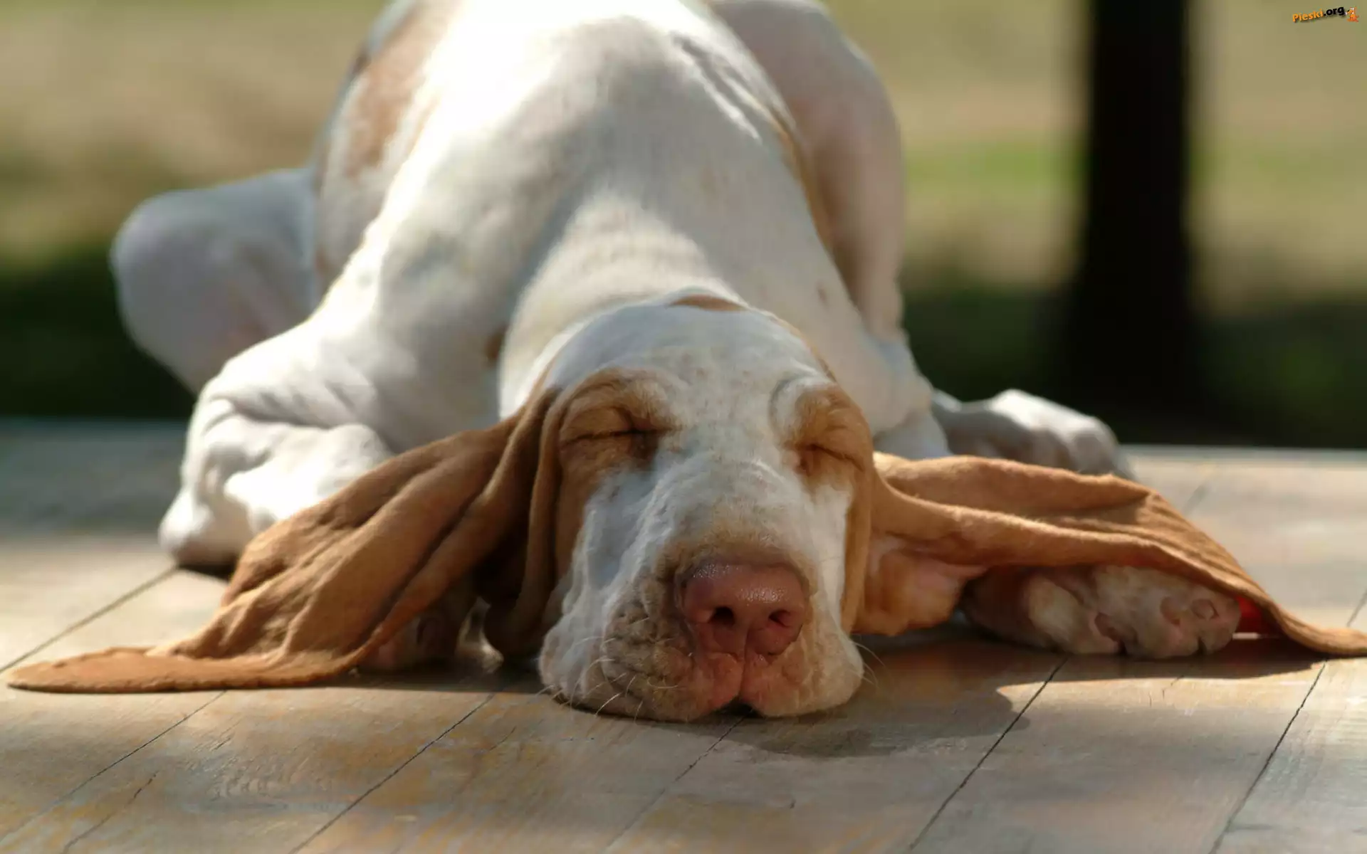 Pies, Śpioch, Basset