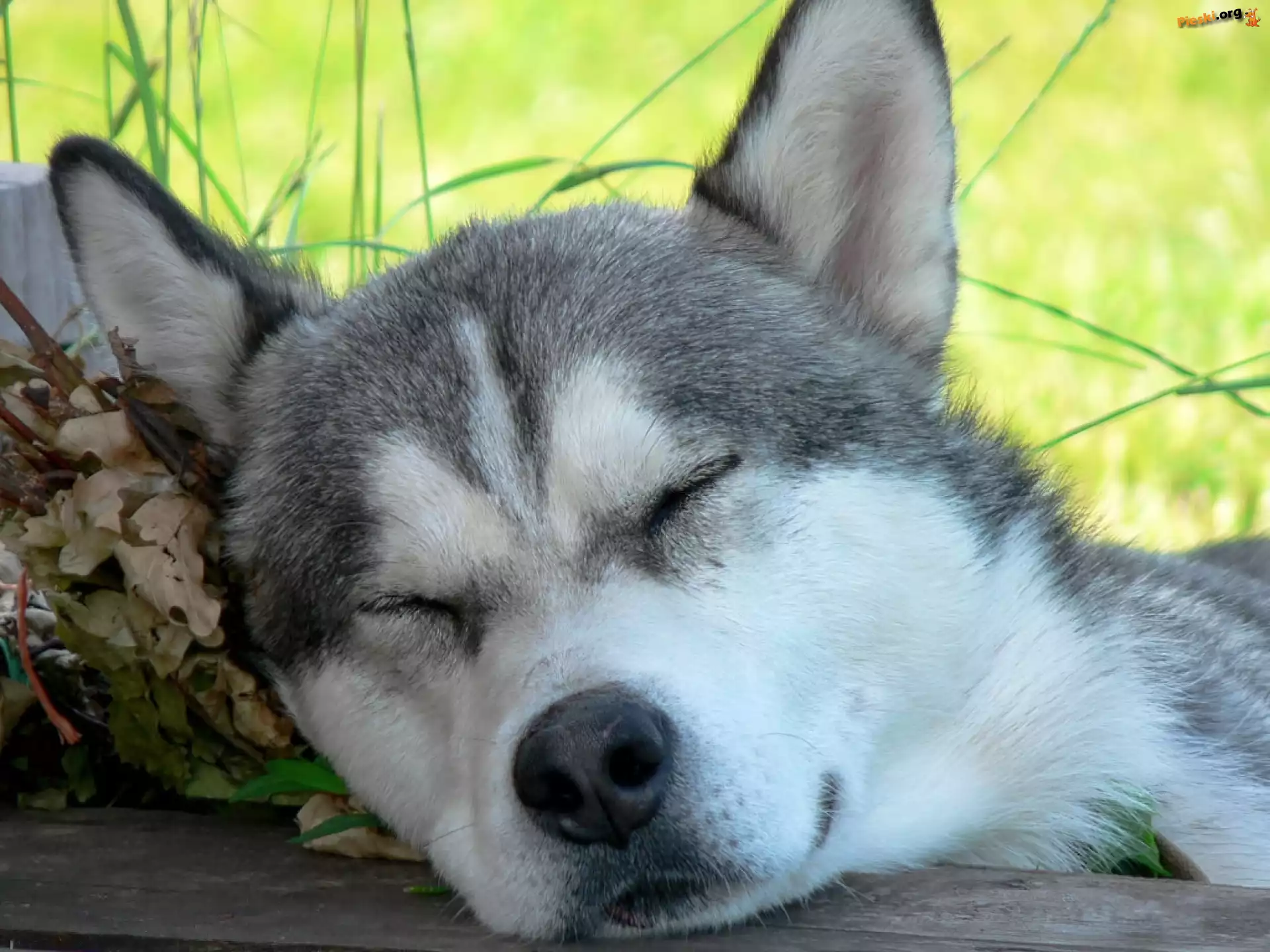 Sen, Husky, Siberian