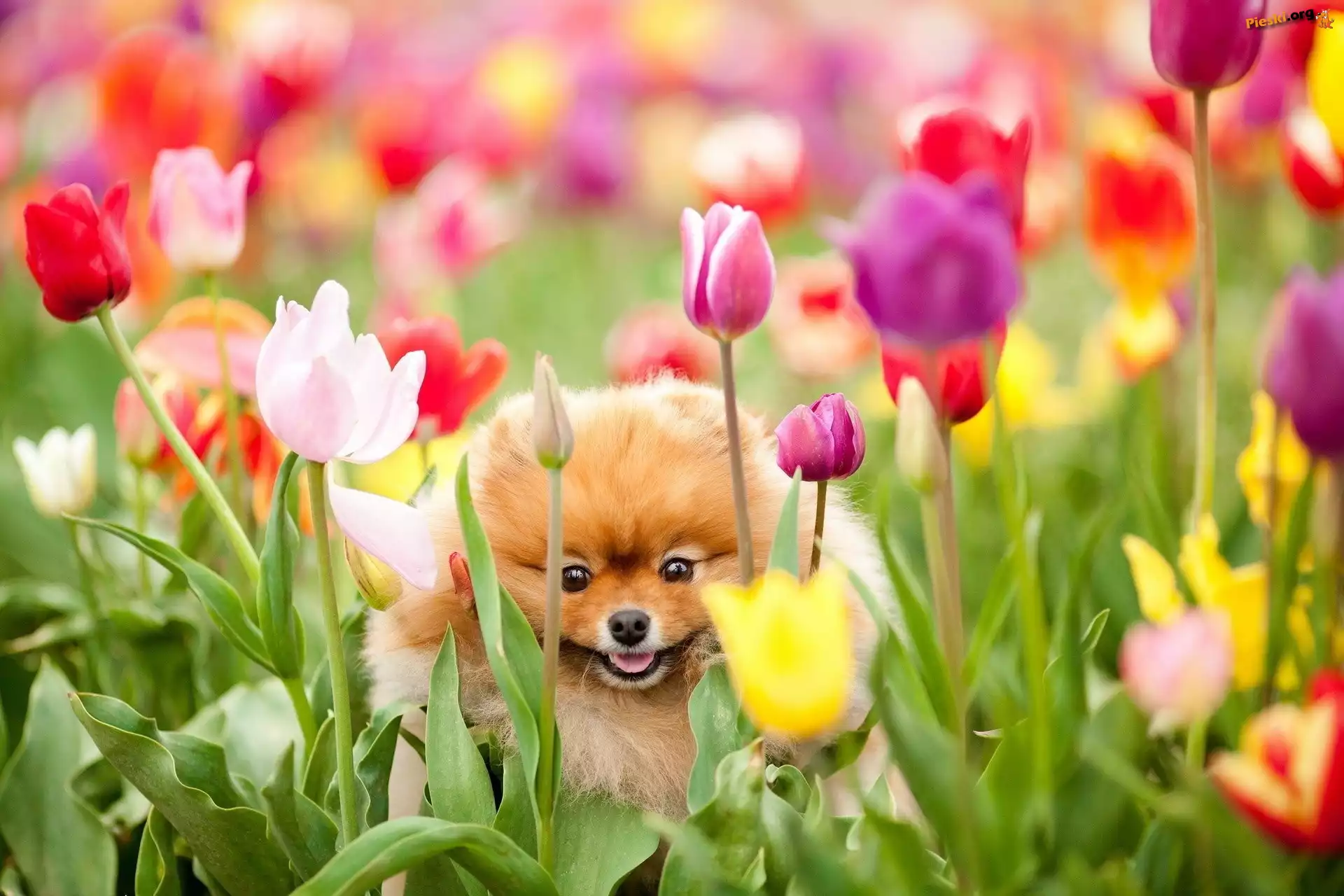 Kwiaty, Pies, Szpic miniaturowy, Tulipany