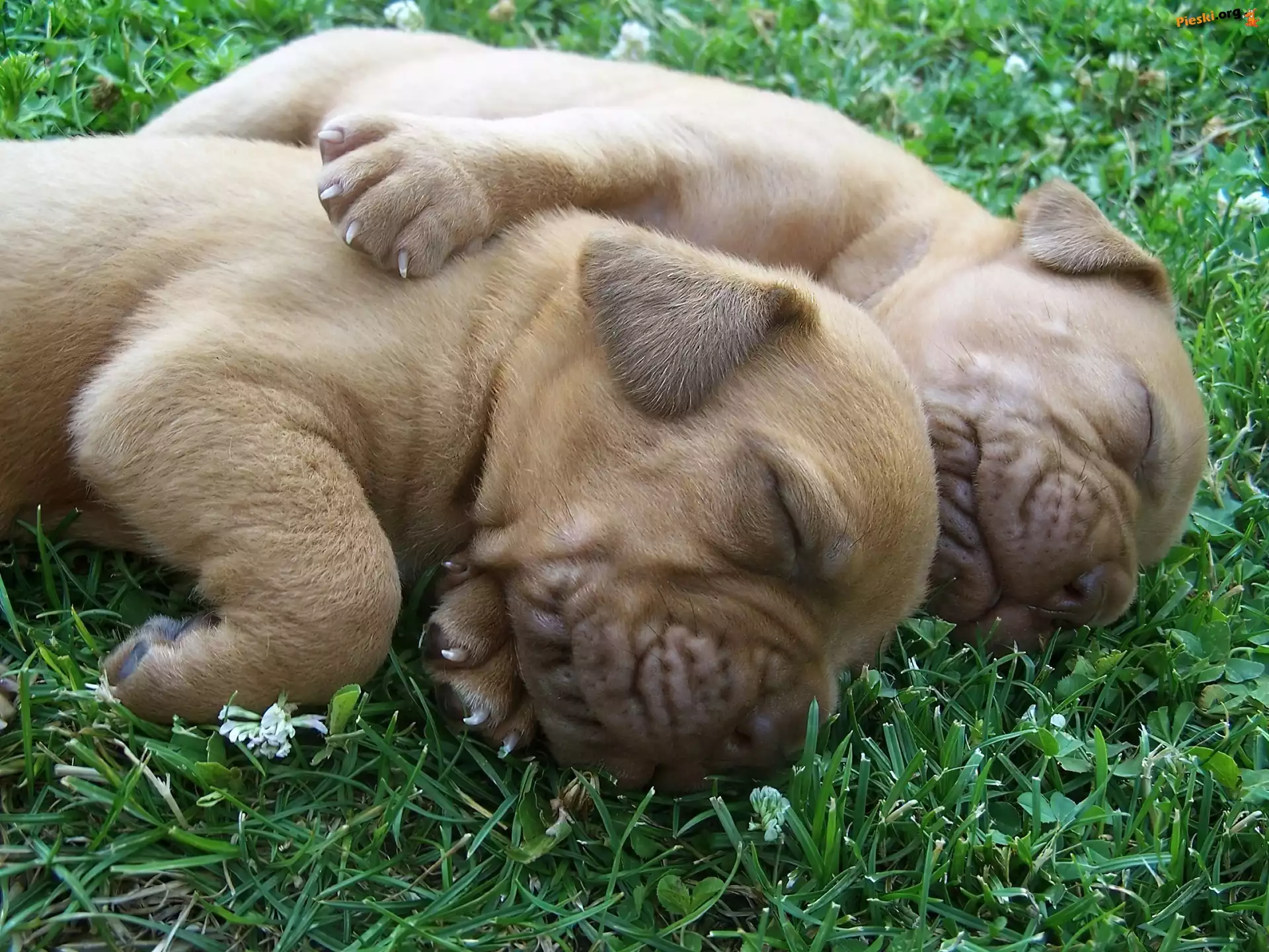 Dog de Bordeaux, Trawa, Dwa, Szczeniaczki