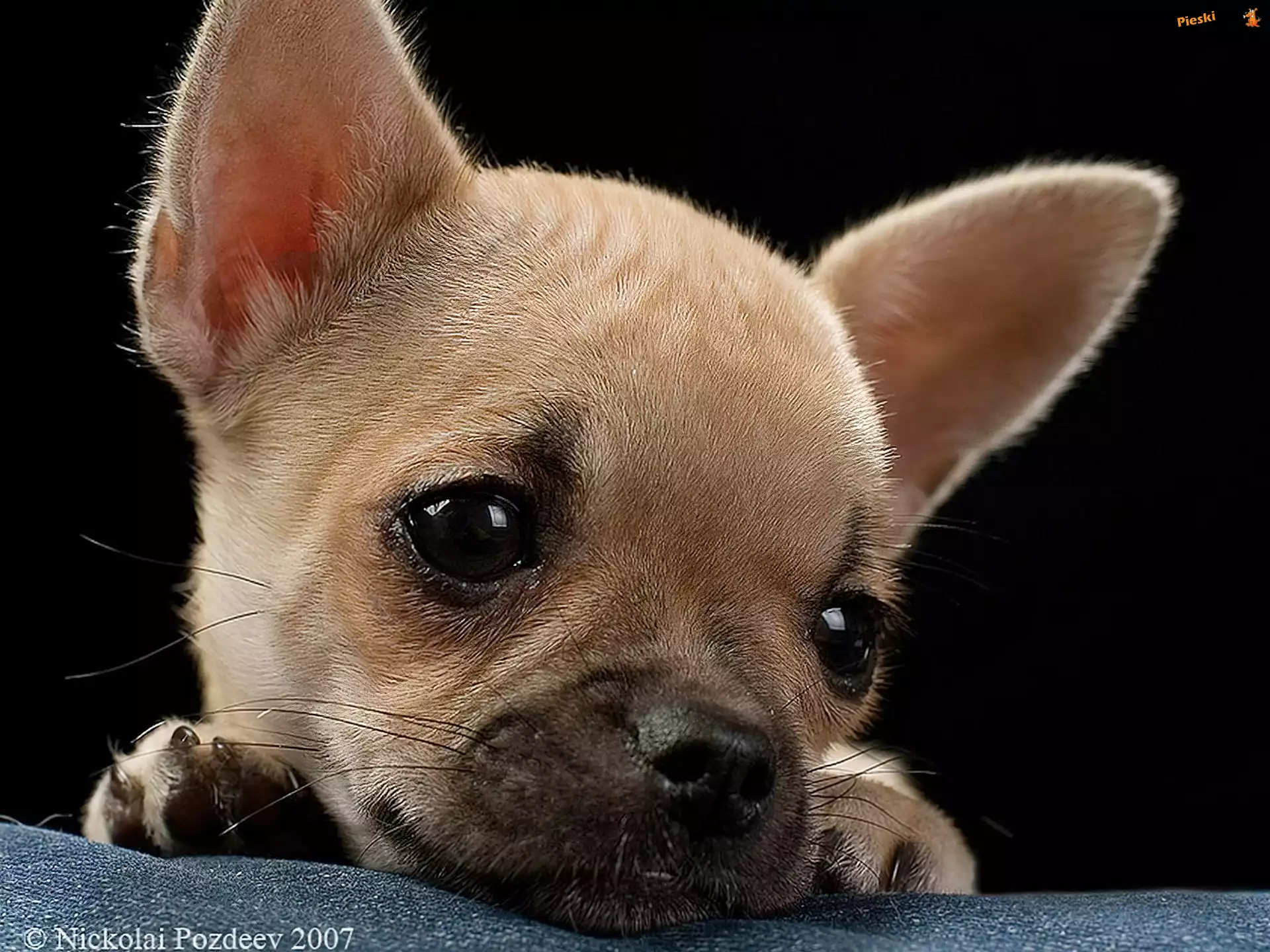 Chihuahua, Szczeniaczka, Smutna, Mordka